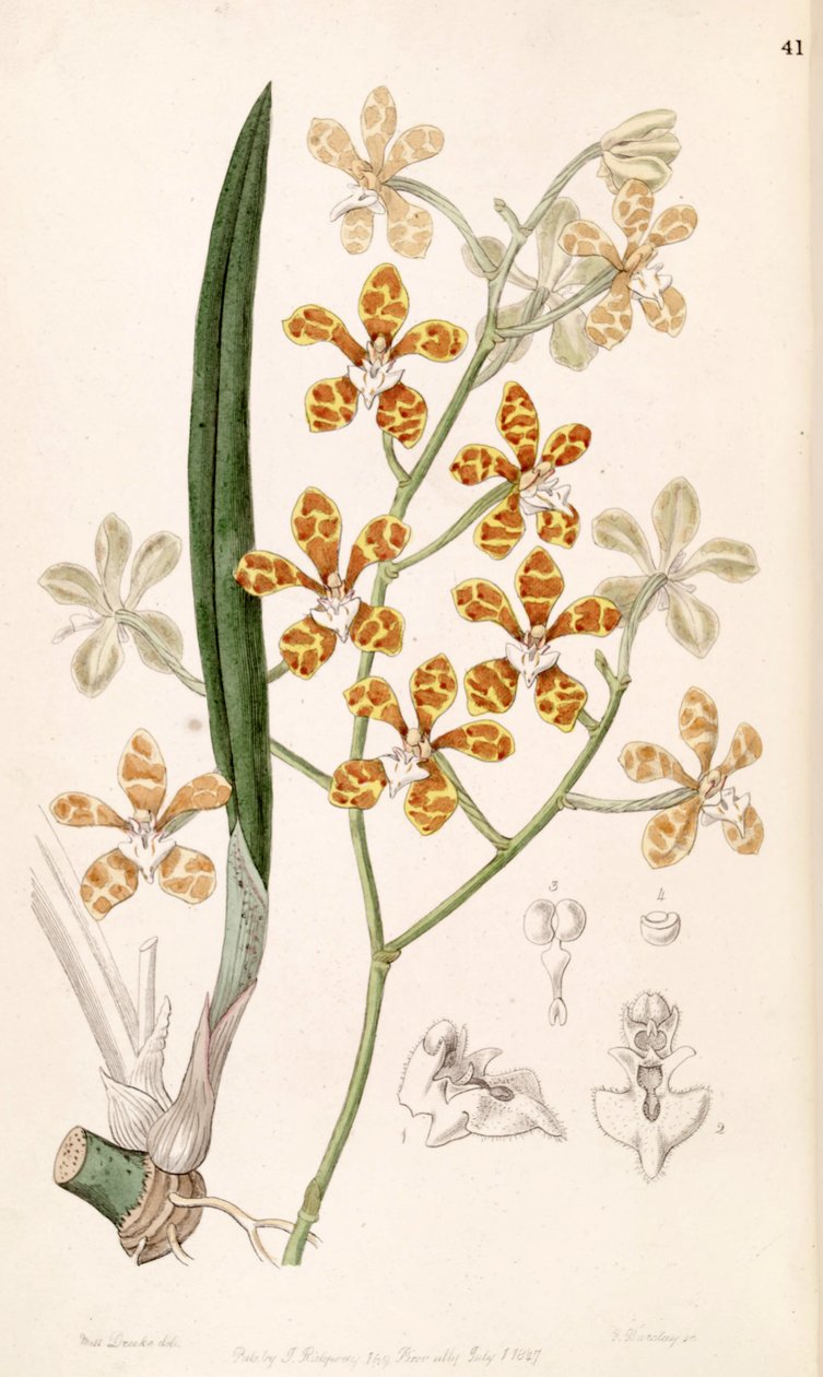Staurochilus ionosmus (som syn. Cleisostoma ionosmum) av Miss Drake