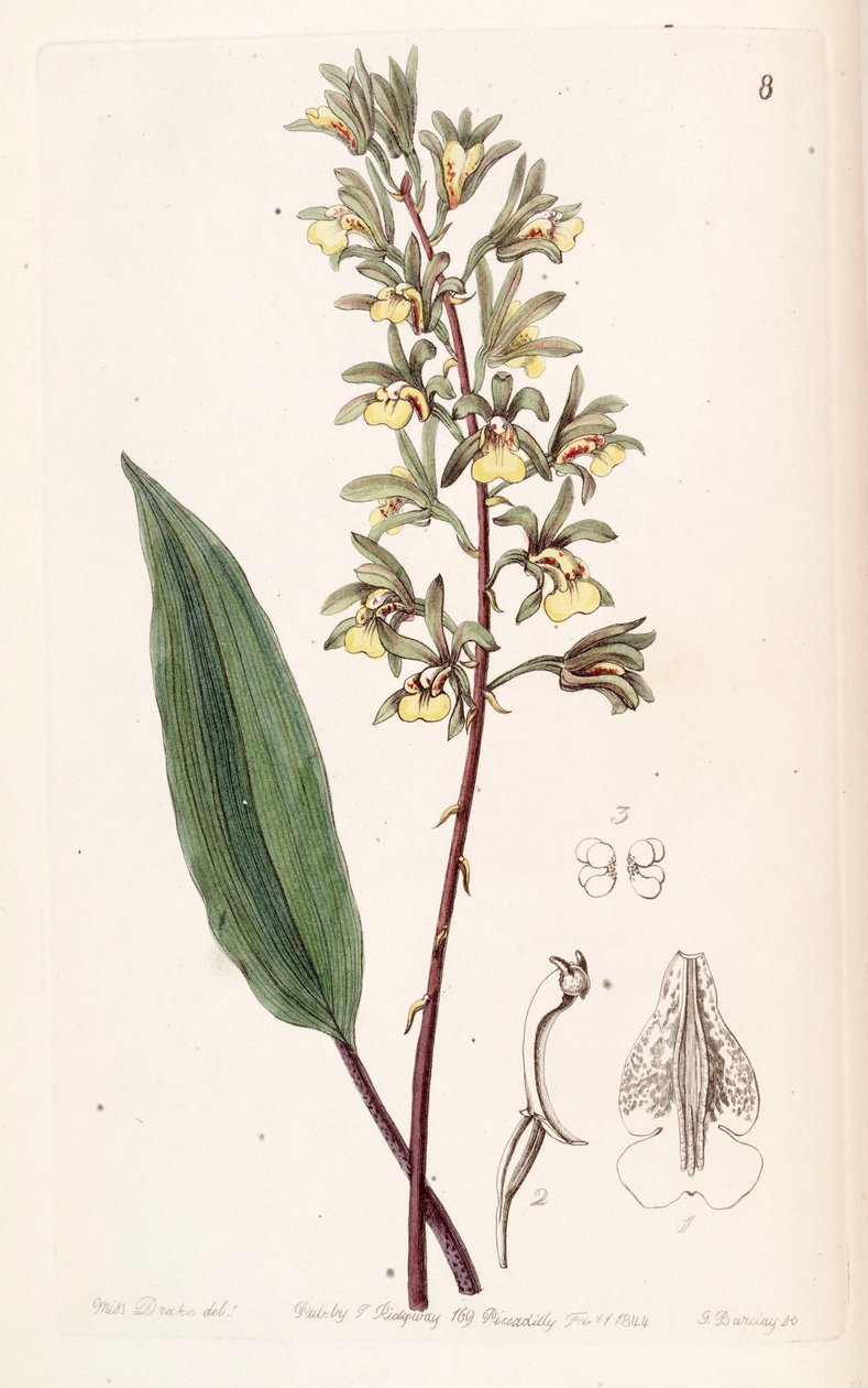 Tainia bicornis (as syn. Ania bicornis) av Miss Drake