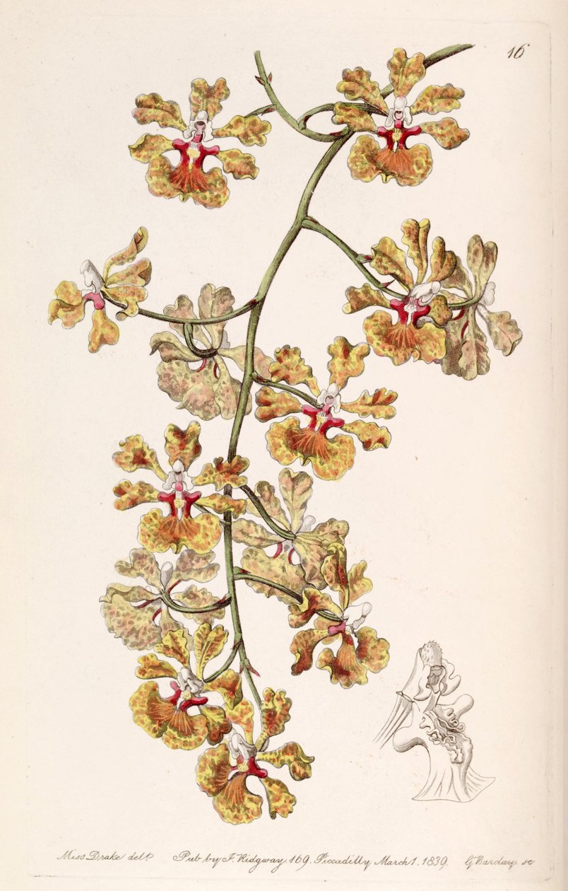 Tolumnia guttata (as syn. Oncidium luridum var. guttatum) av Miss Drake
