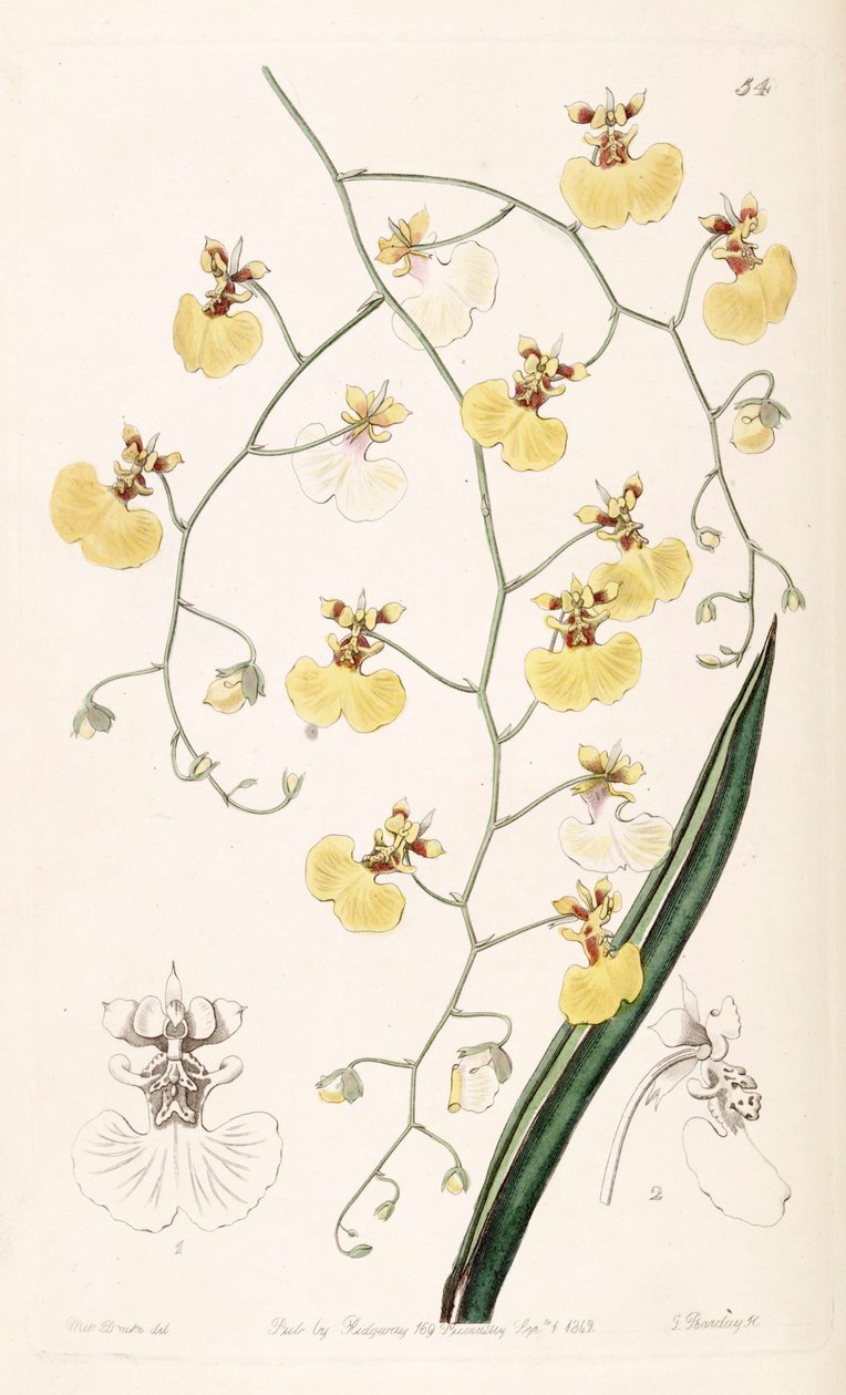 Tolumnia urophylla (as syn. Oncidium urophyllum) av Miss Drake