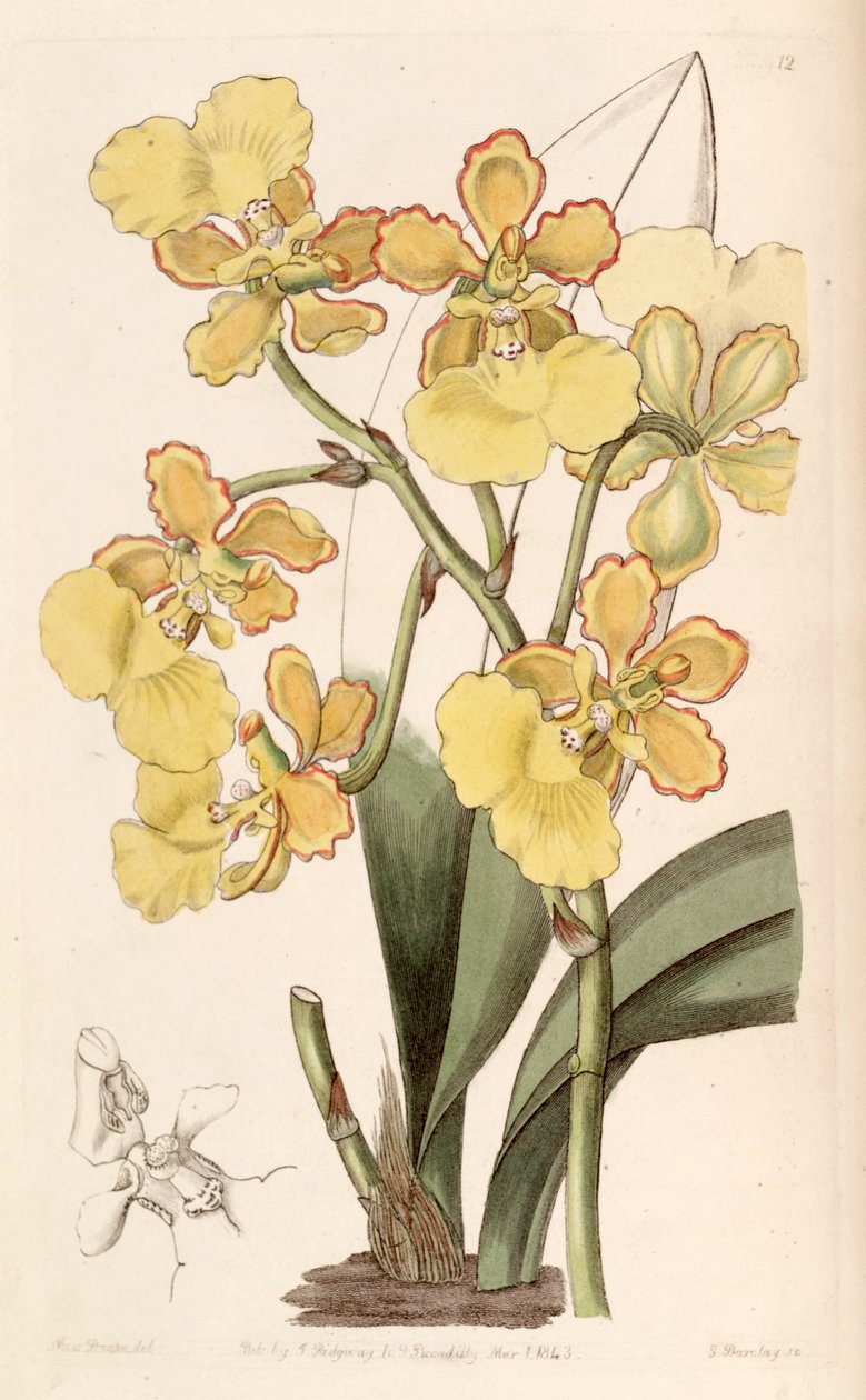 Trichocentrum bicallosum (as syn. Oncidium bicallosum) av Miss Drake