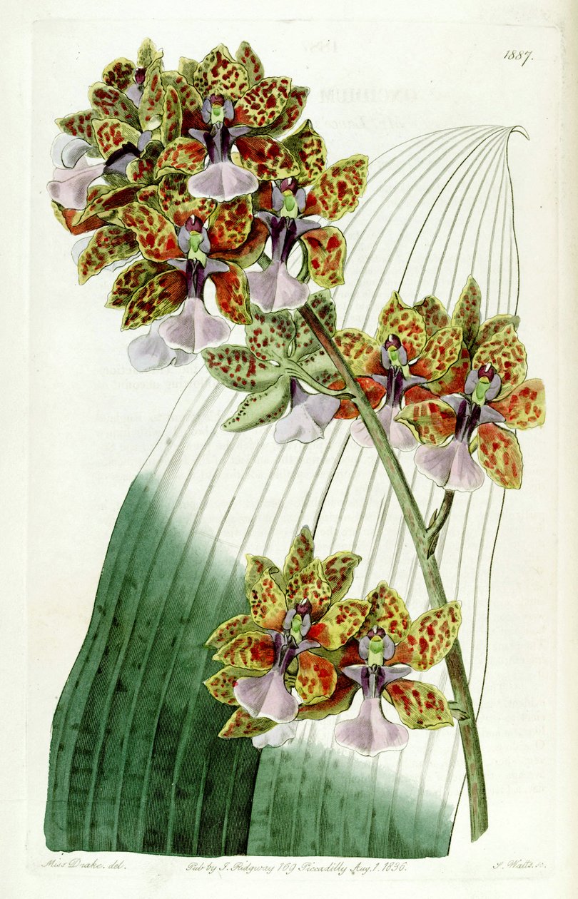 Trichocentrum lanceanum or Oncidium lanceanum av Miss Drake