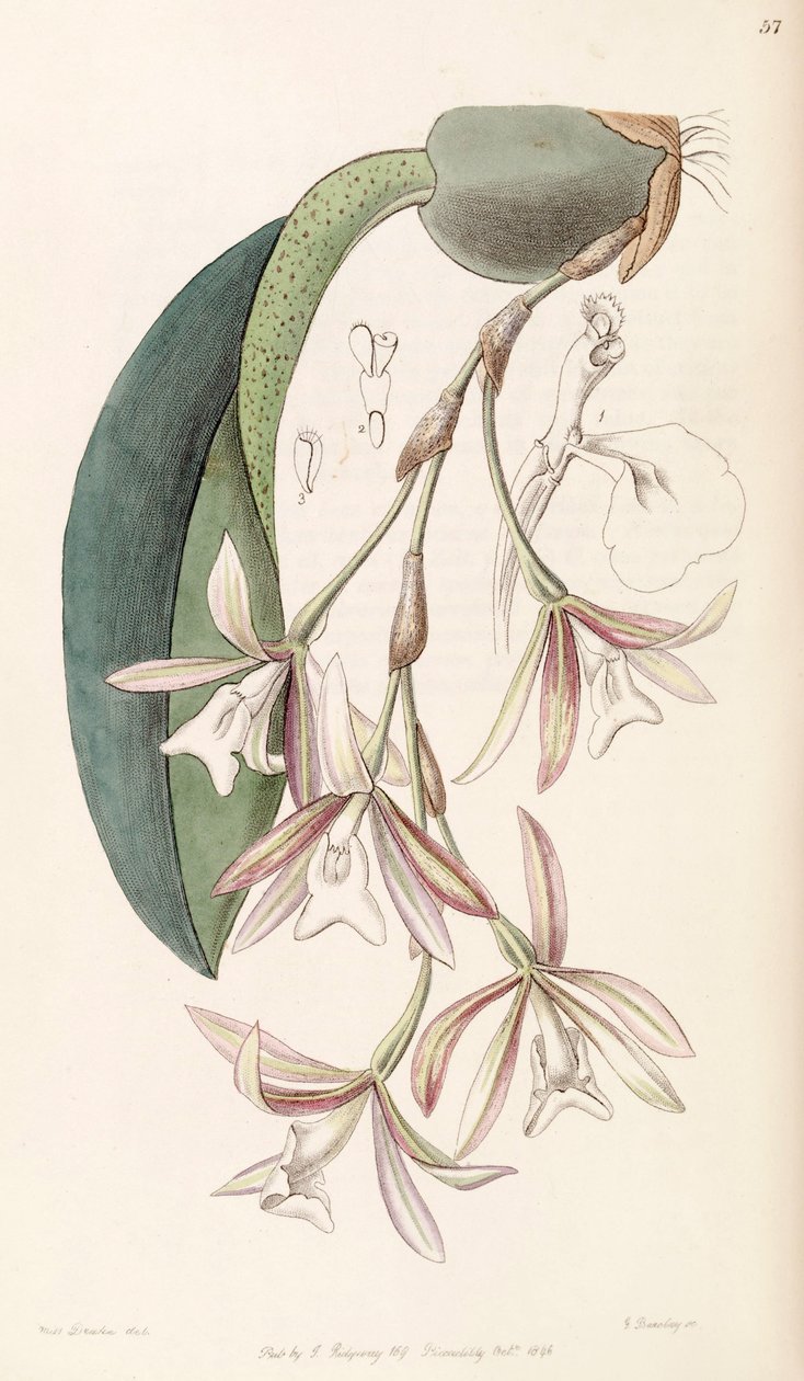 Trichopilia laxa (as syn. Pilumna laxa) av Miss Drake