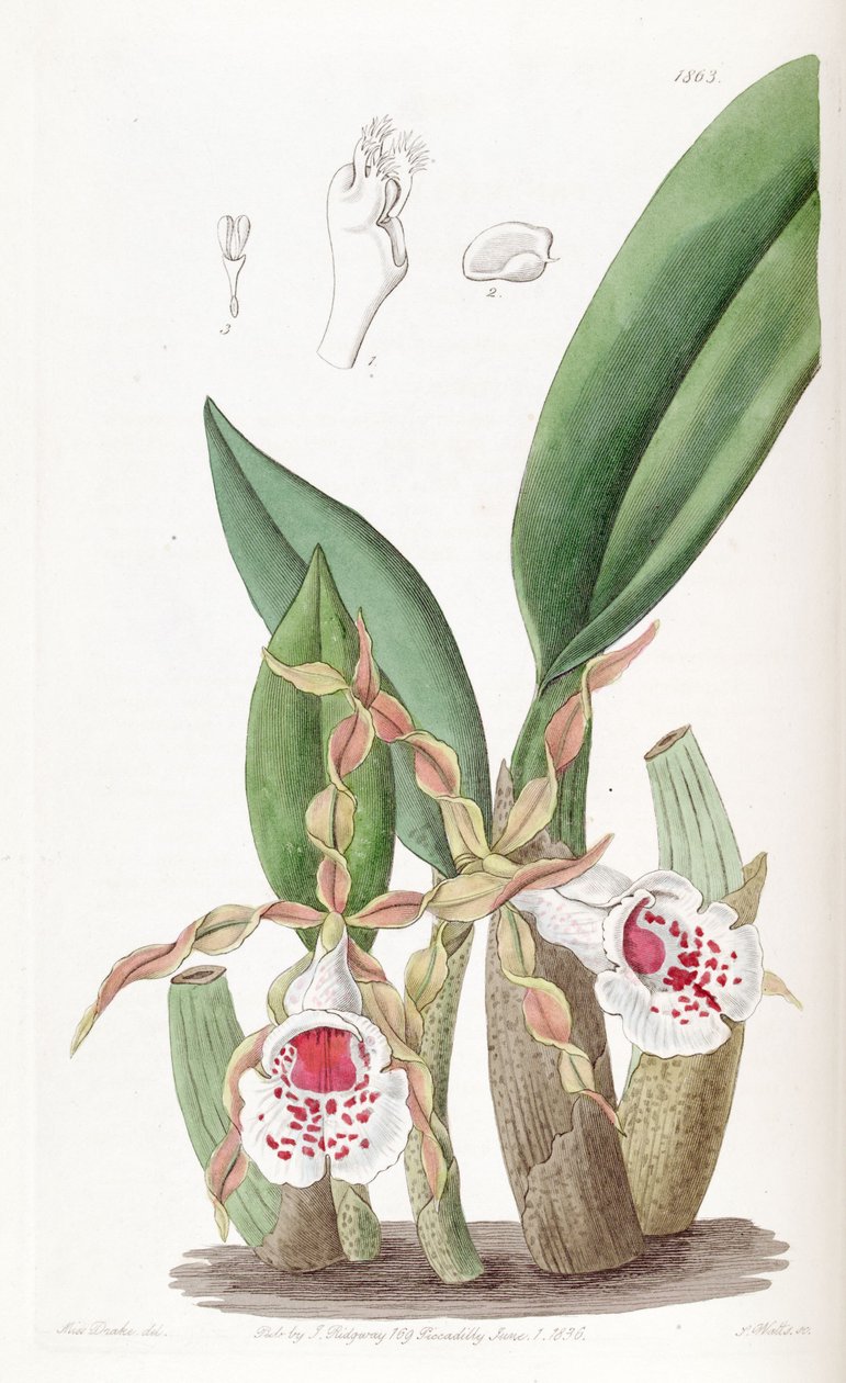 Trichopilia tortilis av Miss Drake