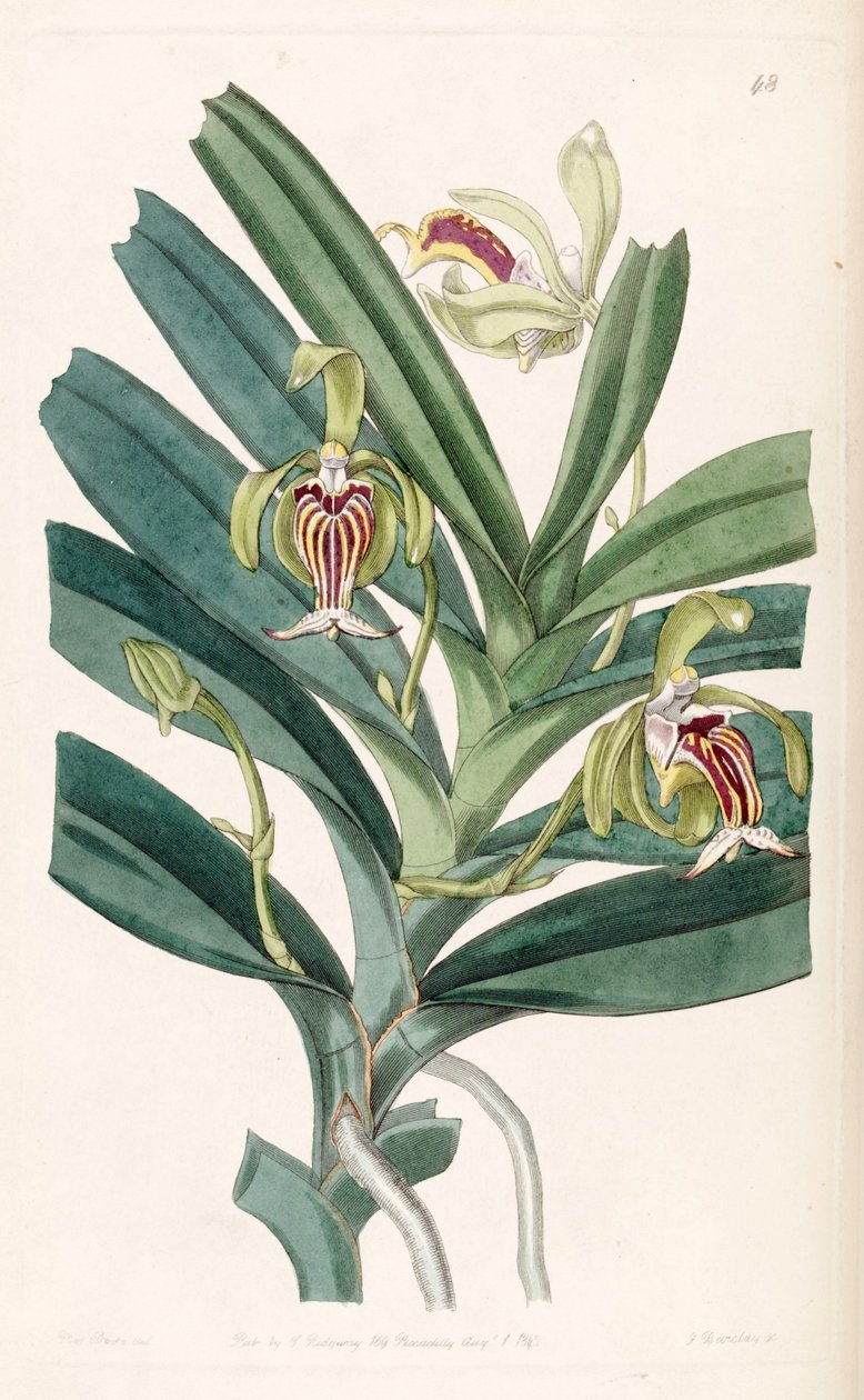 Vanda cristata av Miss Drake