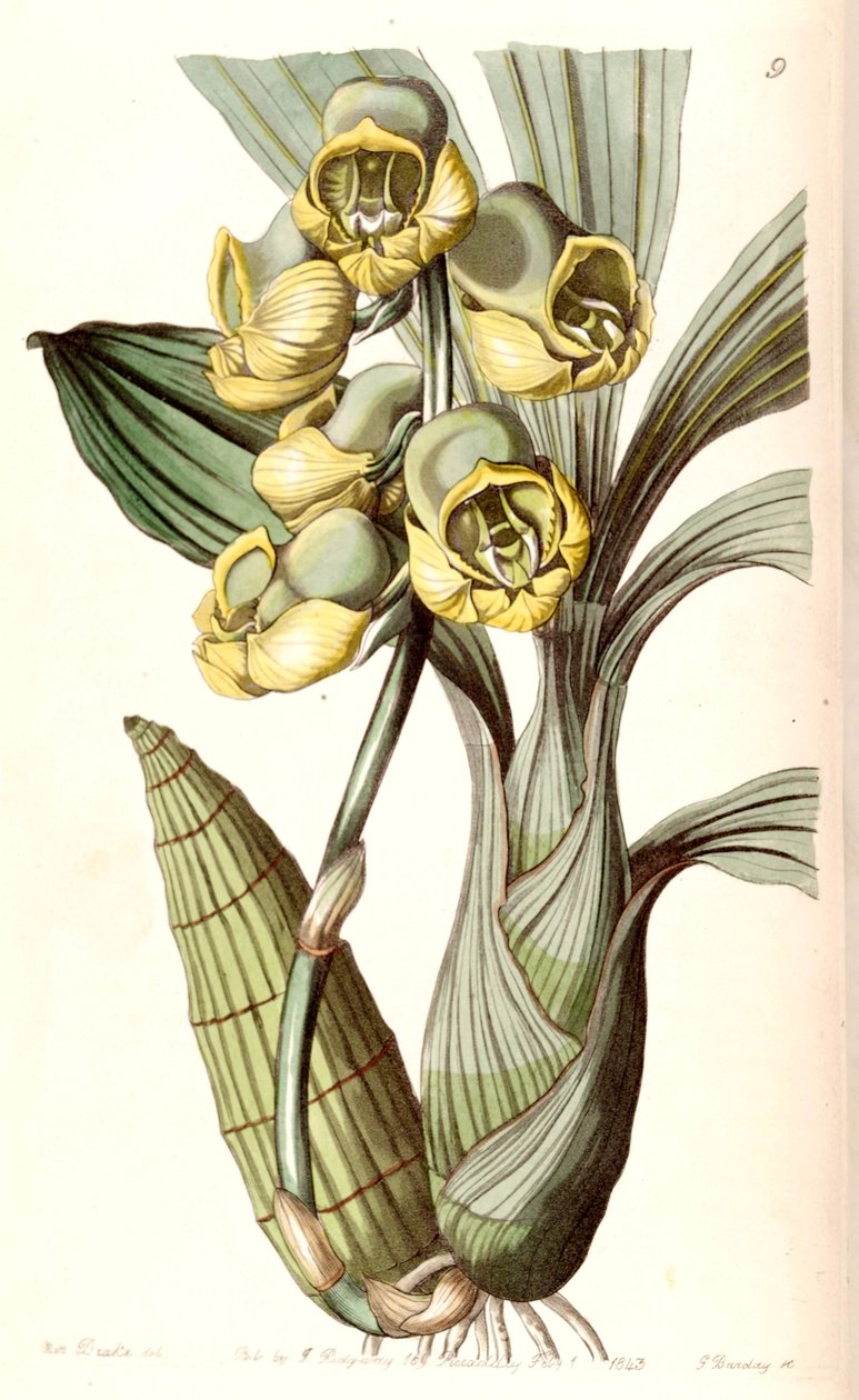Catasetum planiceps av Miss Drake