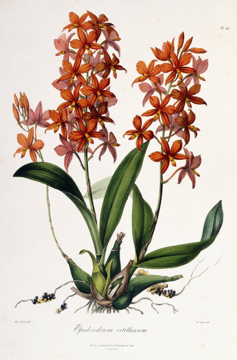 Epidendrum Vitellinus, c.1837-41 av Miss Drake