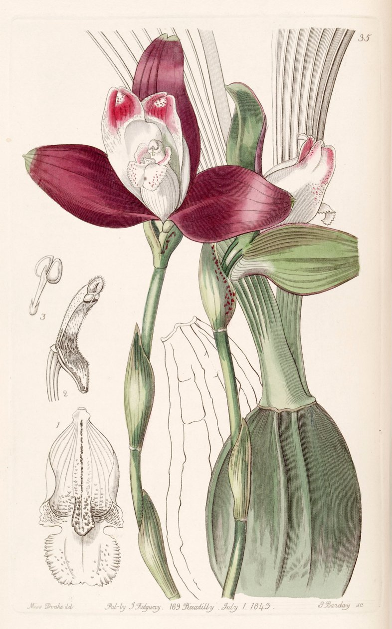 Lycaste macrophylla (som syn. Lycaste plana) av Miss Drake