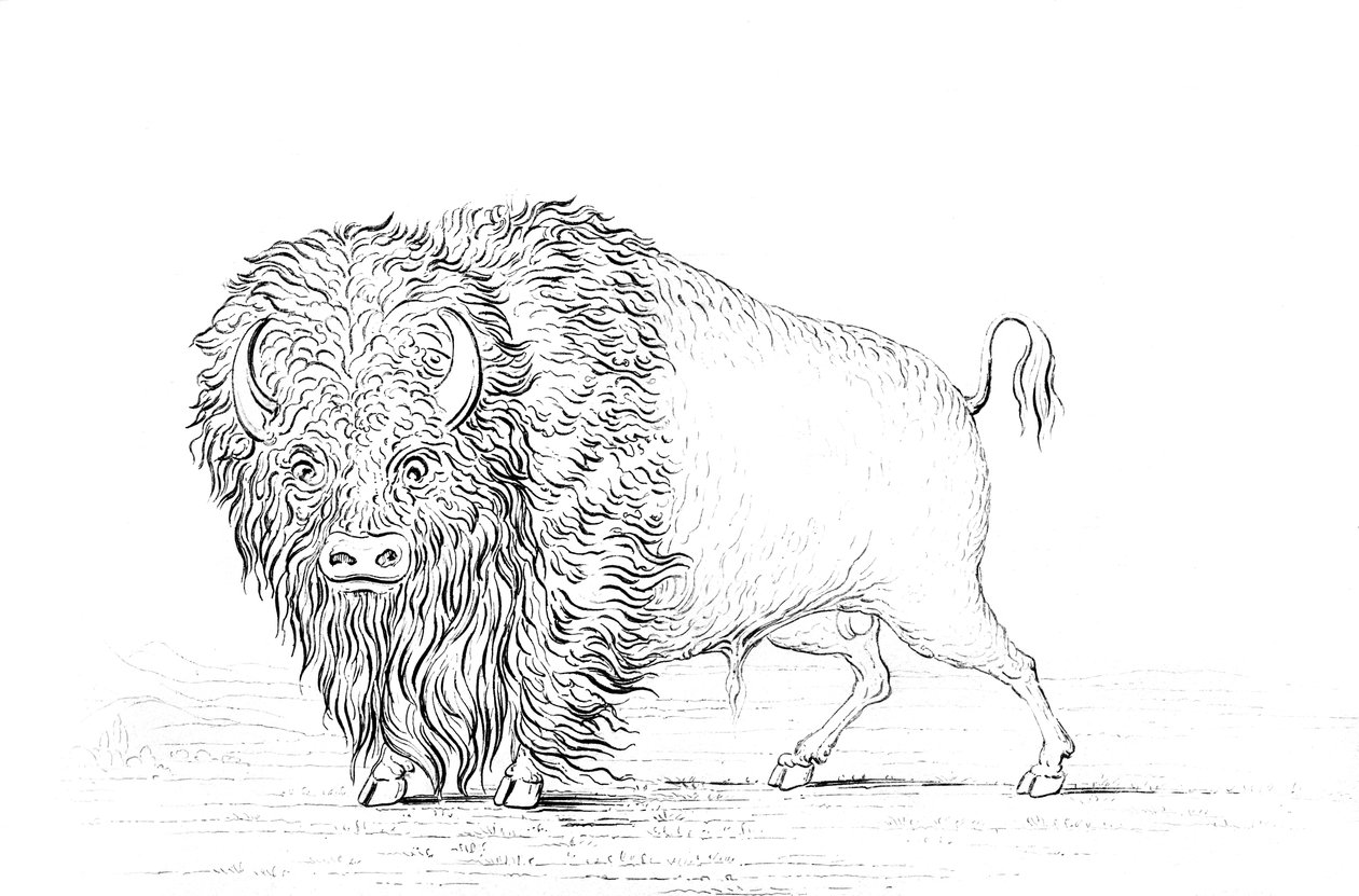 Buffalo, 1841. av Myers and Co