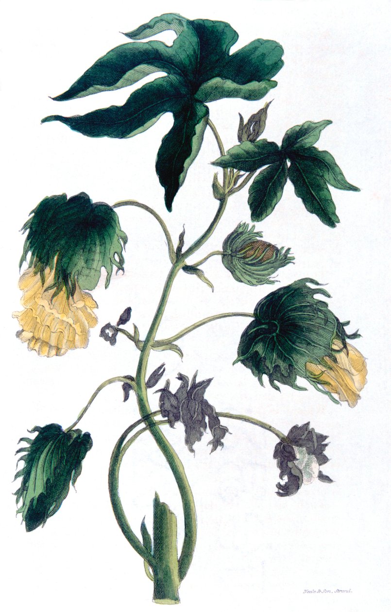 Gossypium - bomullsväxt, 1823 av Neale and Son