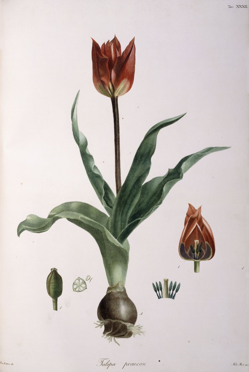 Tulip praecox, 1811-1829 av Neapolitan School