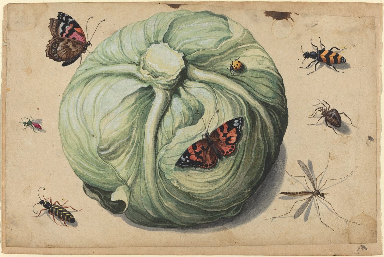 Kålhuvud med insekter av Netherlandish 17th Century