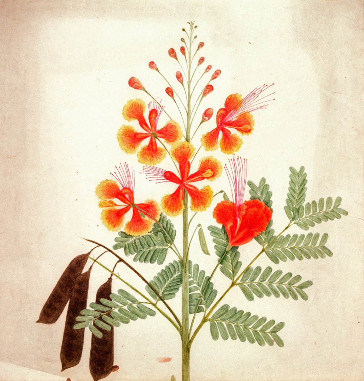 Blomstudie, ca 1840 (akvarell) av Nicholas Tomlinson