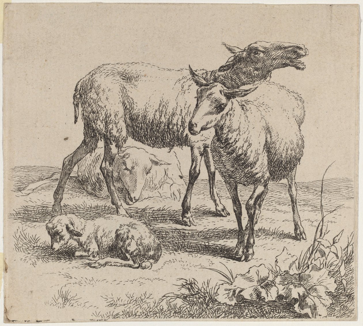 Tre får och ett lamm. av Nicolaes Berchem