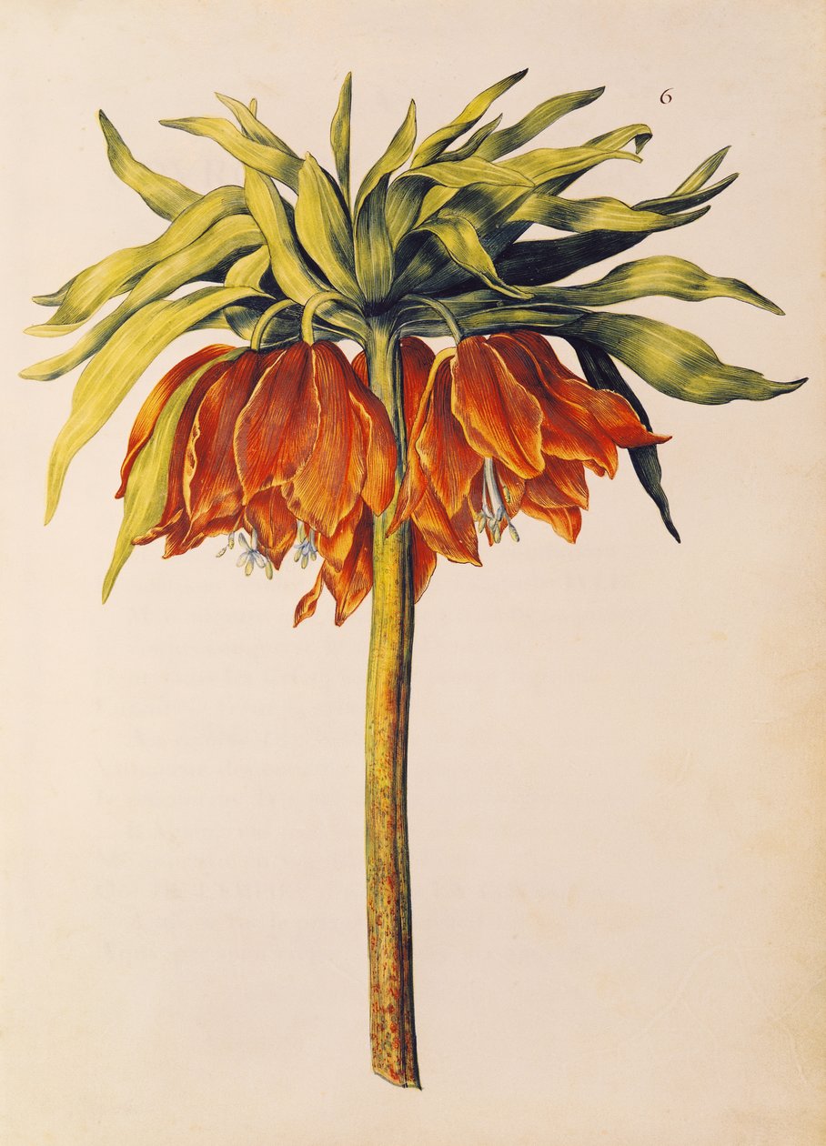 Crown Imperial Lily eller Fritillary, från 
