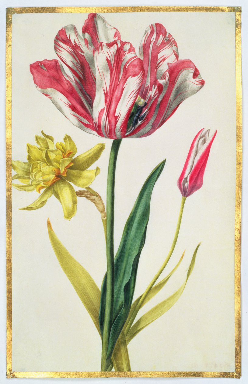 Narcissus och tulpan, ca 1675 (gouache på pergament) av Nicolas Robert