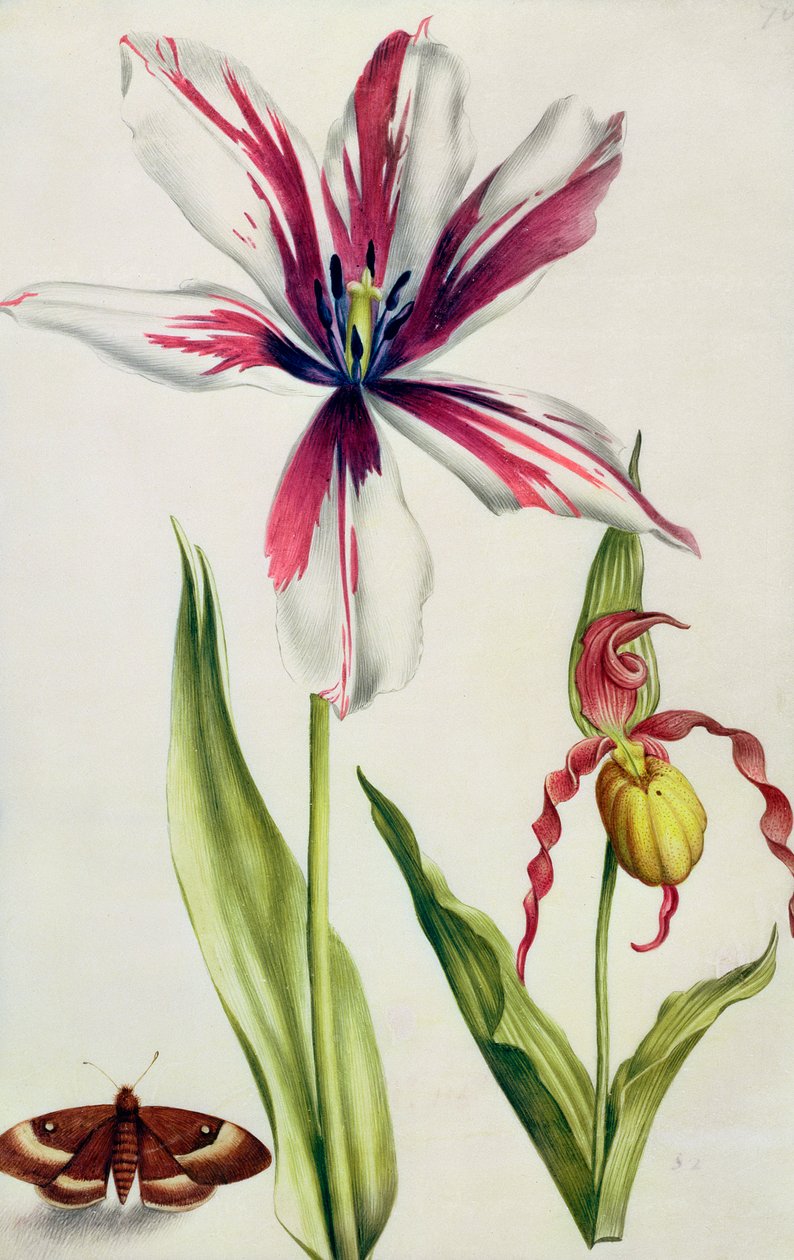Orkidé, tulpan och fjäril, ca 1675 (gouache på veläng) av Nicolas Robert