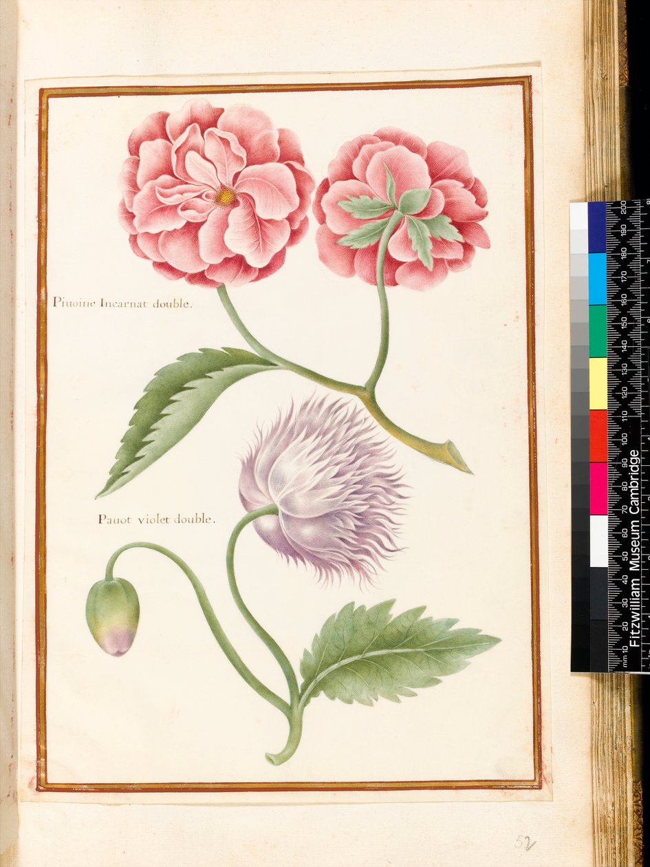 Pion och dubbelvallmo (wc på veläng) av Nicolas Robert