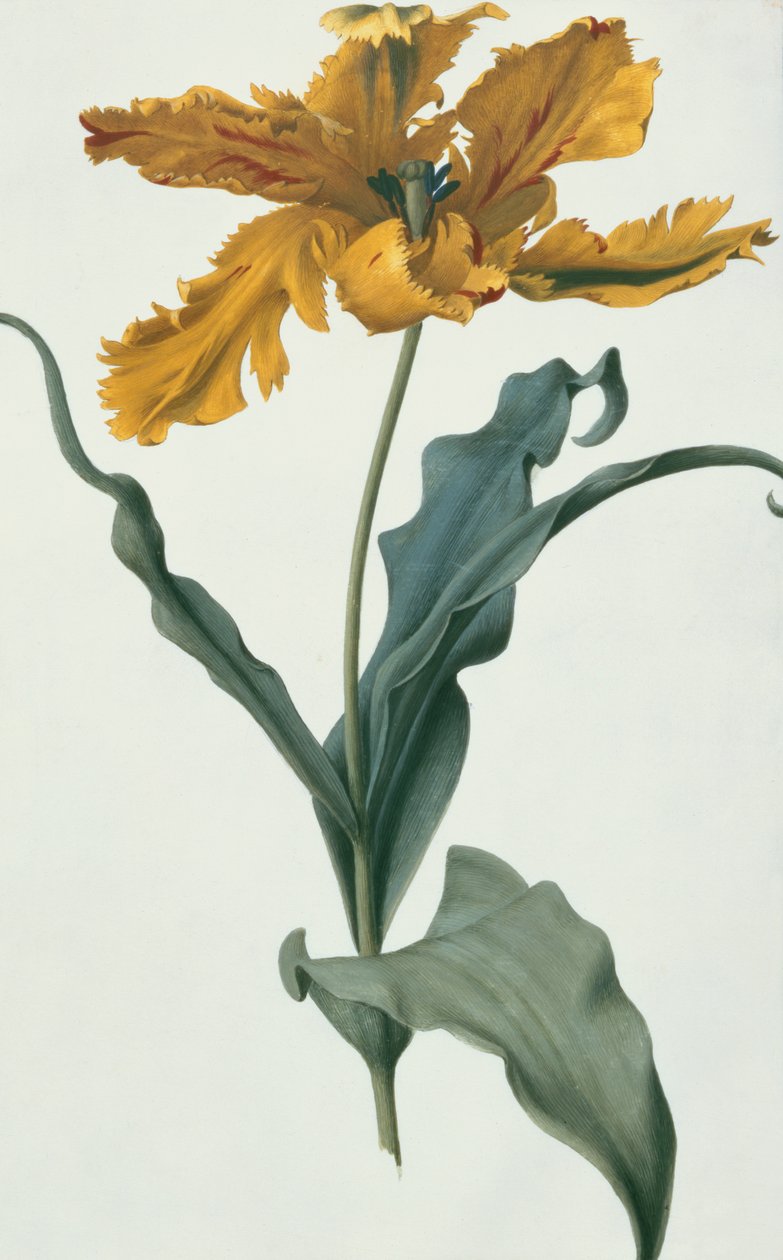 Tulpan, ca 1675 (gouache på pergament) av Nicolas Robert