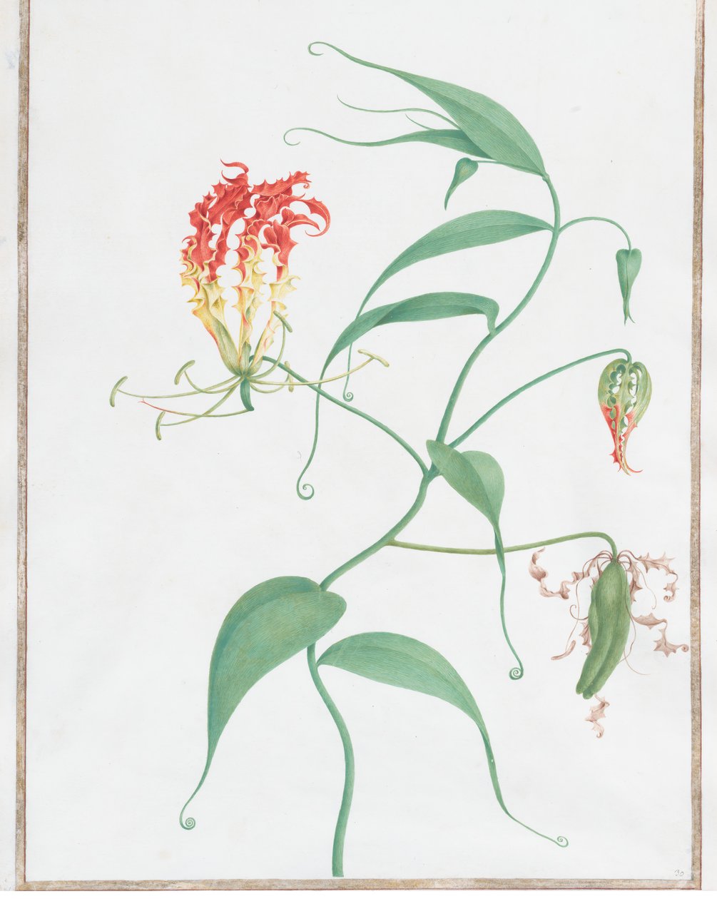 Gloriosa Superba klätterlilja, ca. 1660. av Nicolas Robert