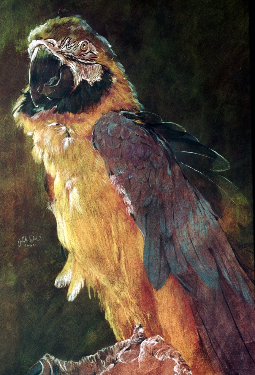 Blå och guld Macaw av Odile Kidd