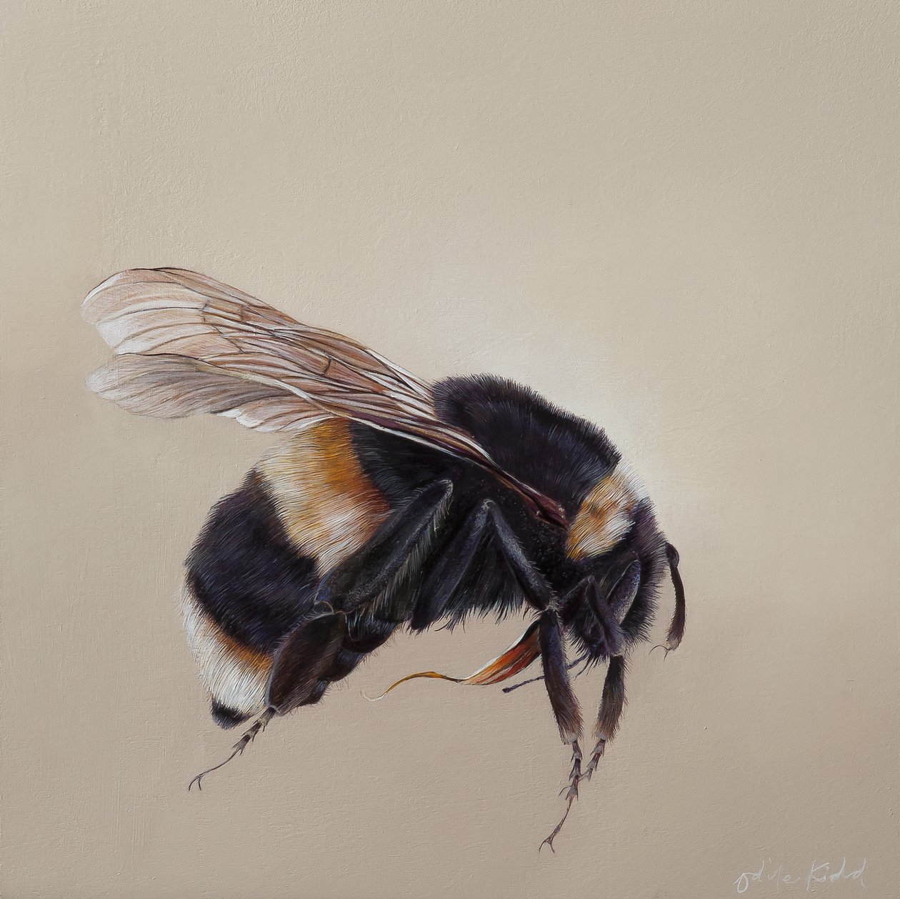 Bombus terrestis 8, 2013 (akryl på trä) av Odile Kidd