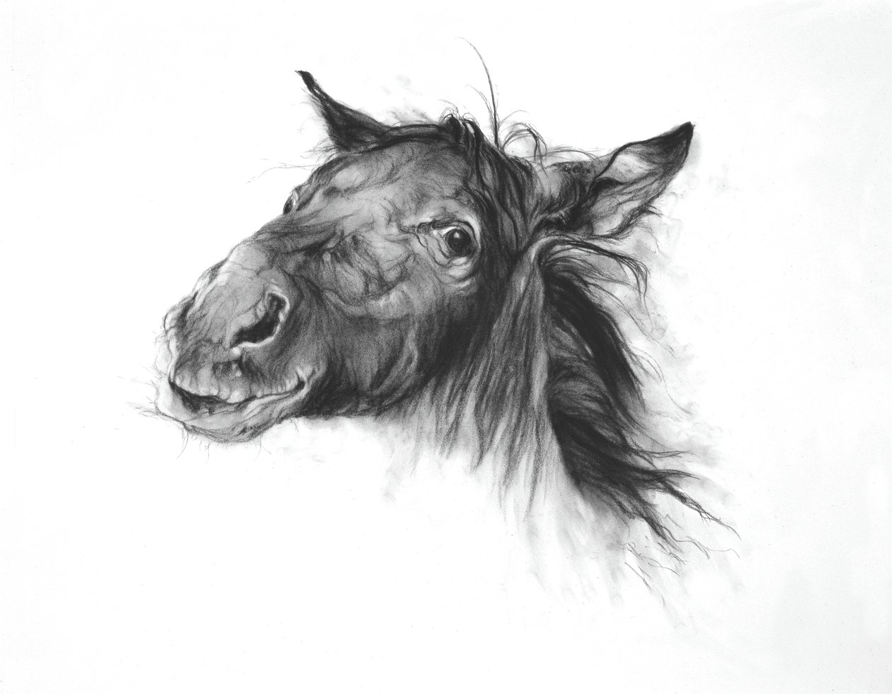 Colt, 2002 (kol på Fabriano-papper) av Odile Kidd