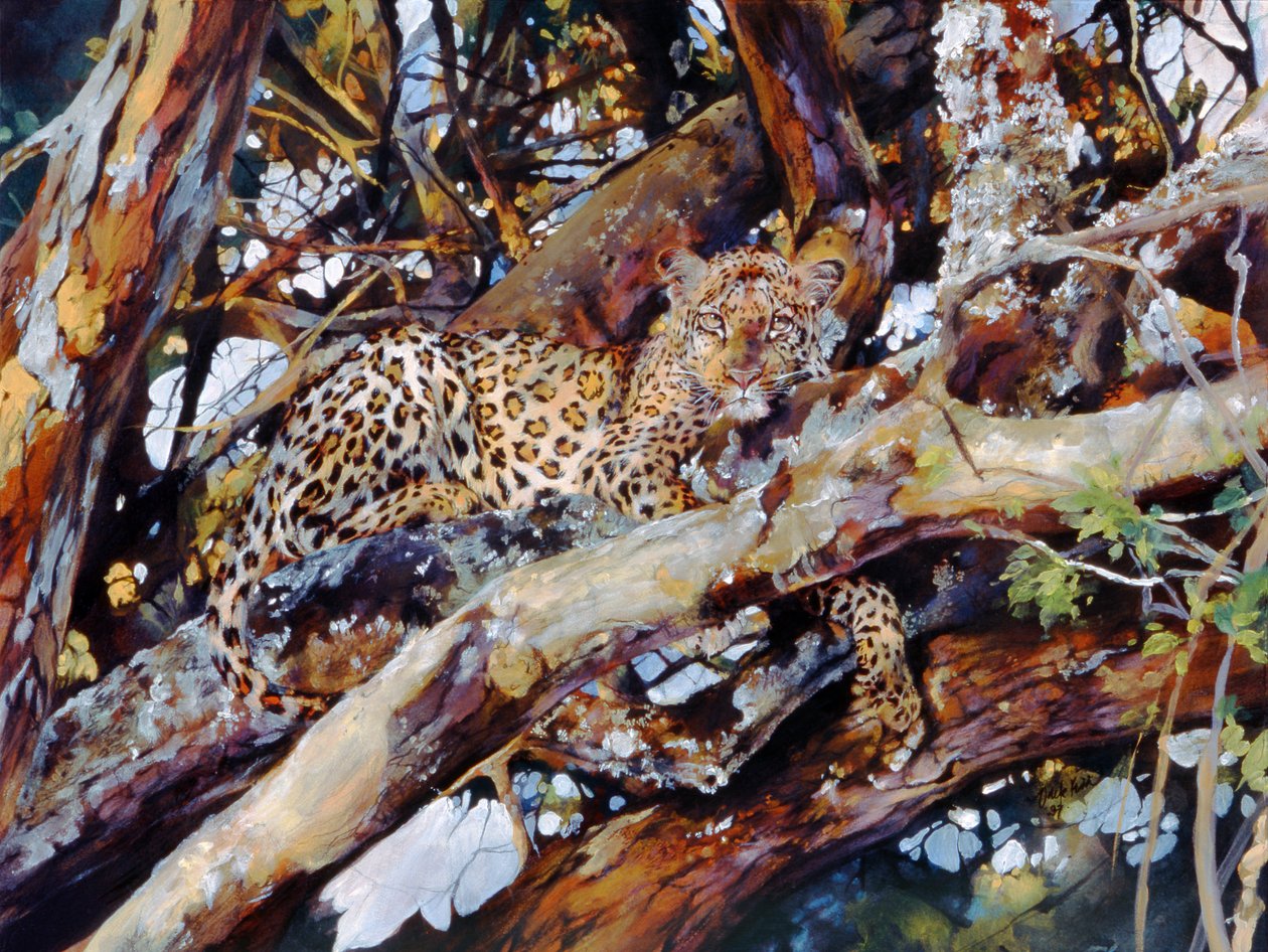 Kenyansk leopard av Odile Kidd