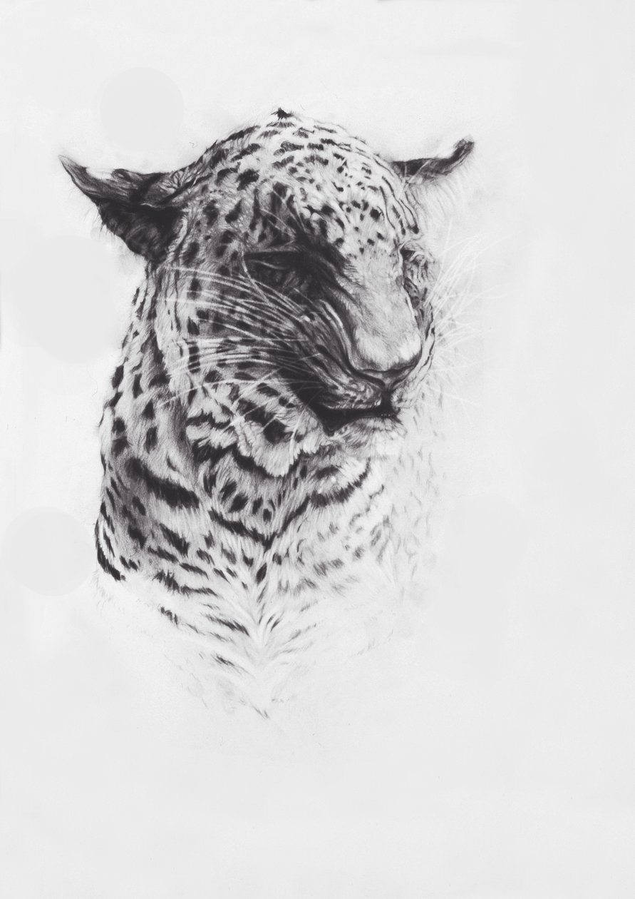 Leopard 2, 2004 (conte på Fabriano-papper) av Odile Kidd