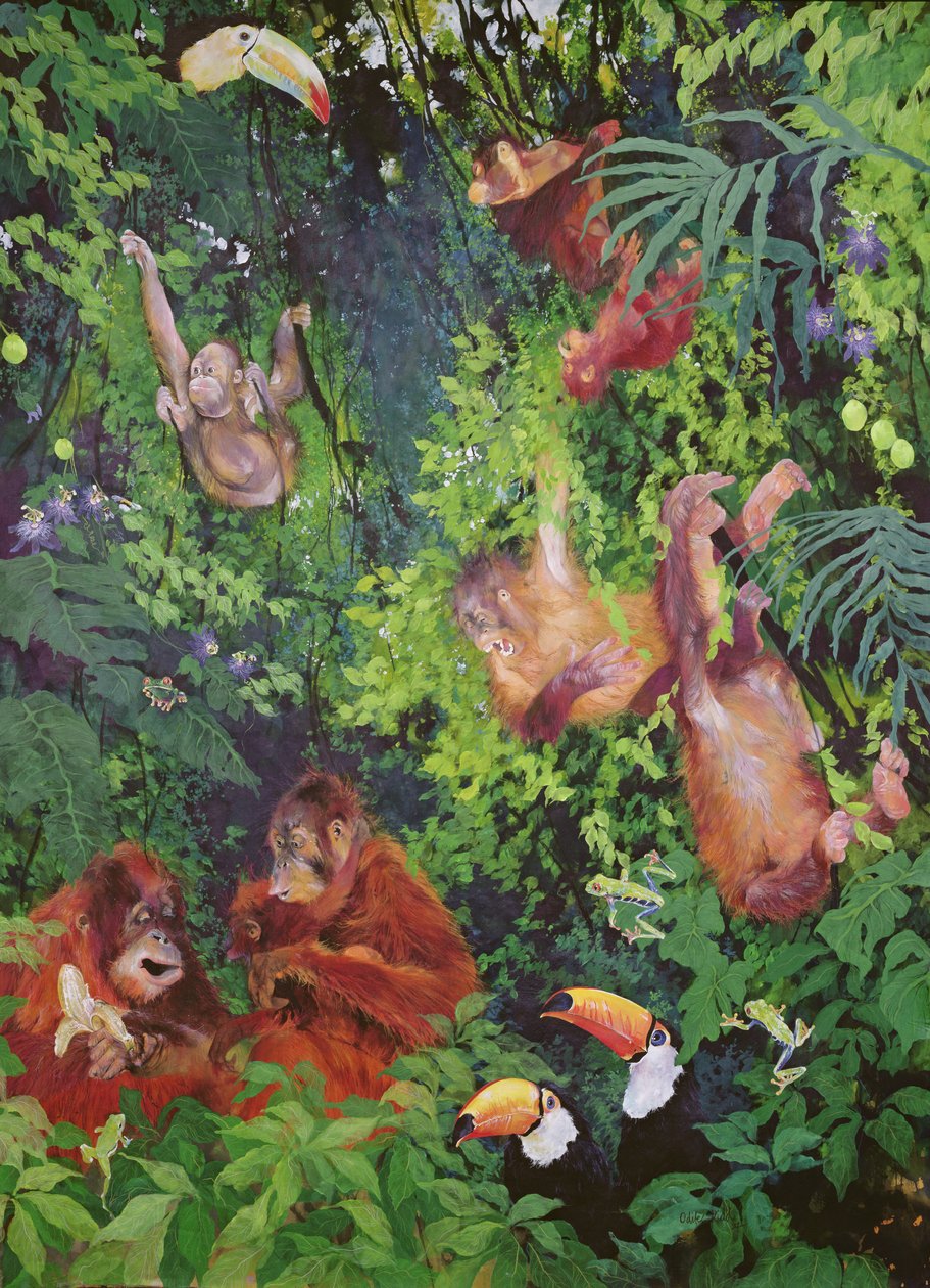Orangutanger och tukaner av Odile Kidd