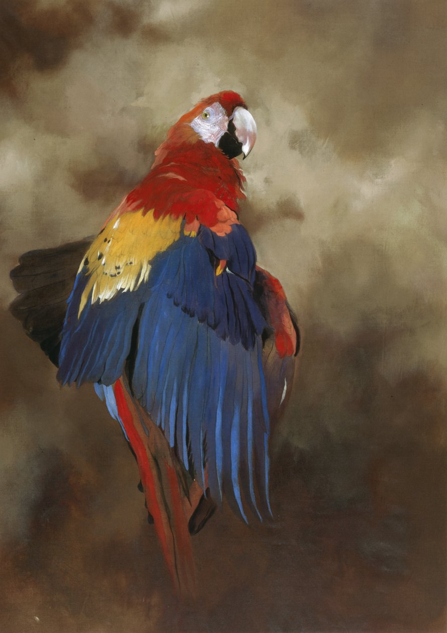 Scarlet Macaw 1, 2000 (akryl på linne) av Odile Kidd