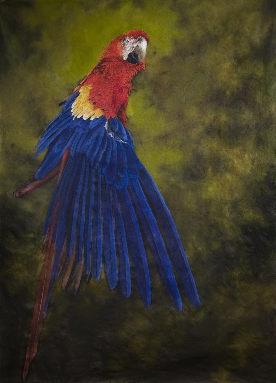 Scarlet macaw 2, 2009 (akryl på linne) av Odile Kidd