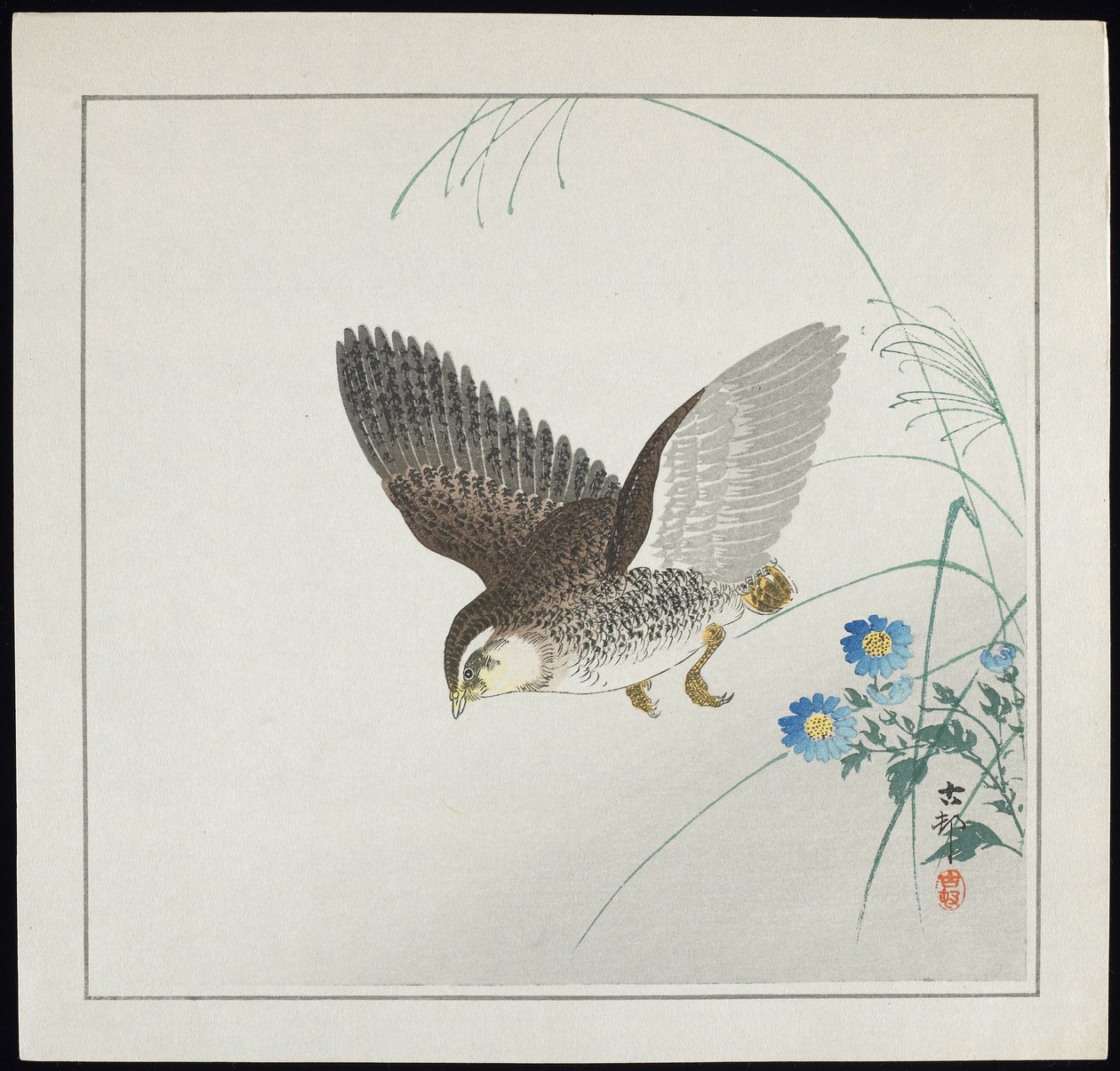 Vaktel under flygning, före 1912 av Ohara Koson