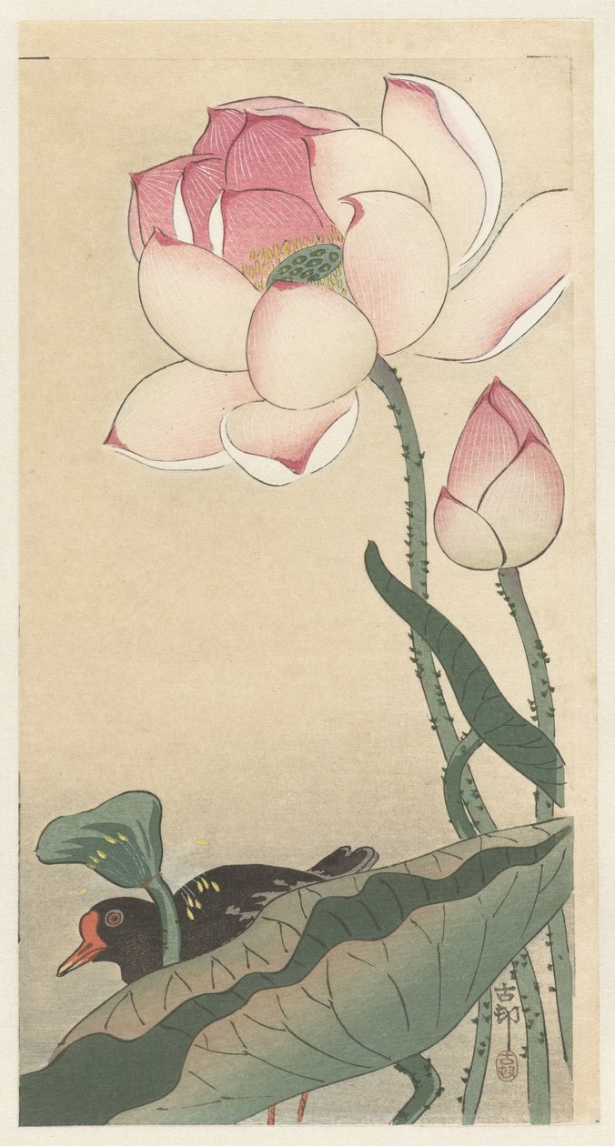 Gallinule med lotusblommor av Ohara Koson