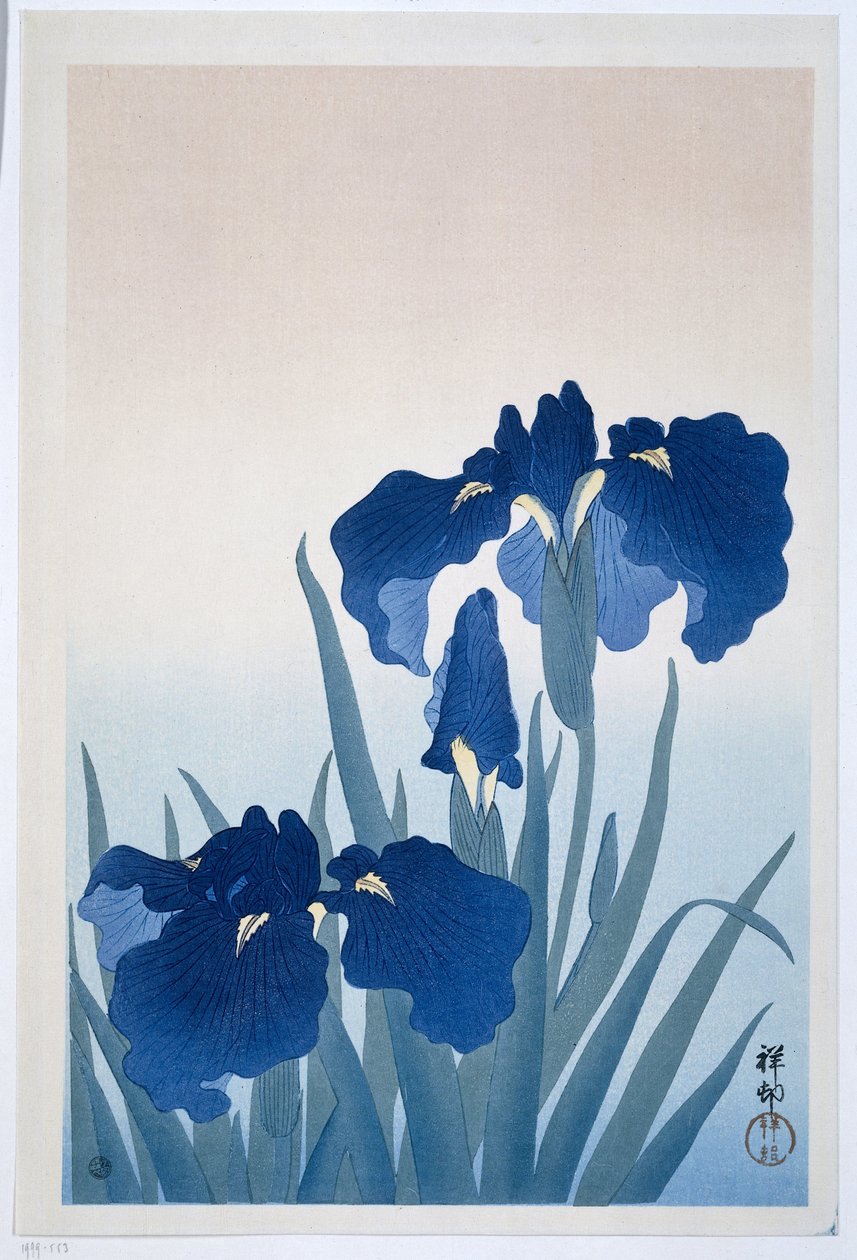 Iriser, 1925-36 (träblockstryck) av Ohara Koson