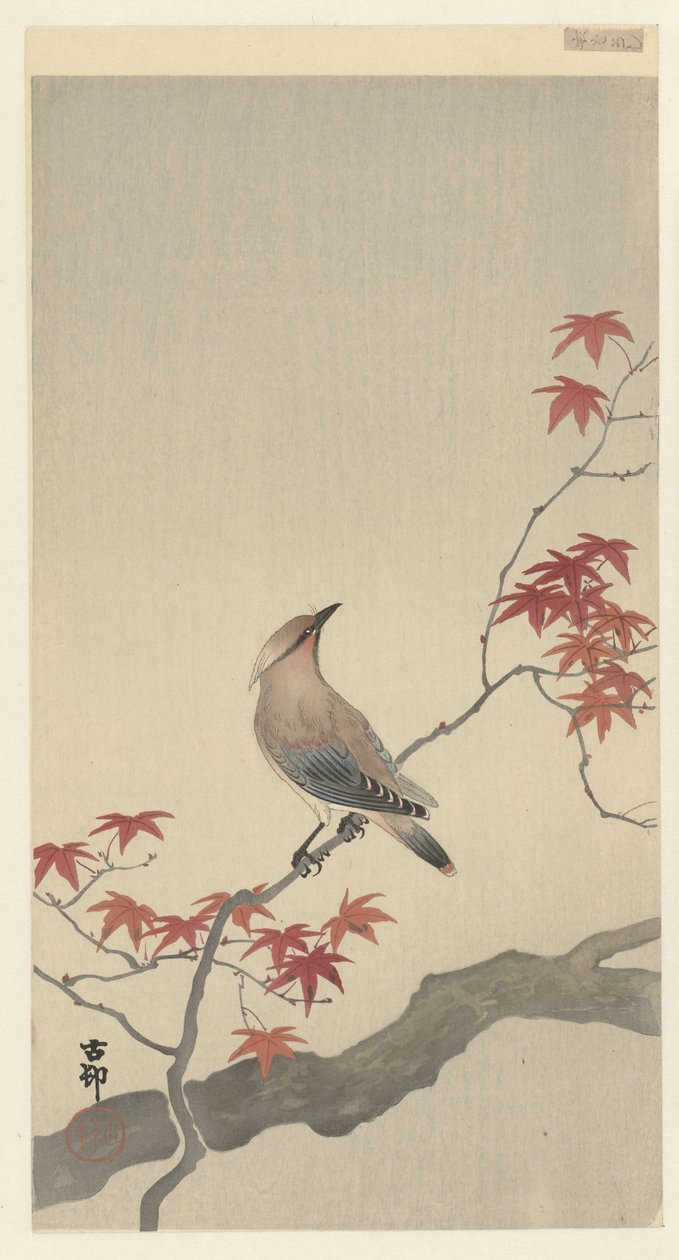 Japansk vaxvinge på lönn. av Ohara Koson