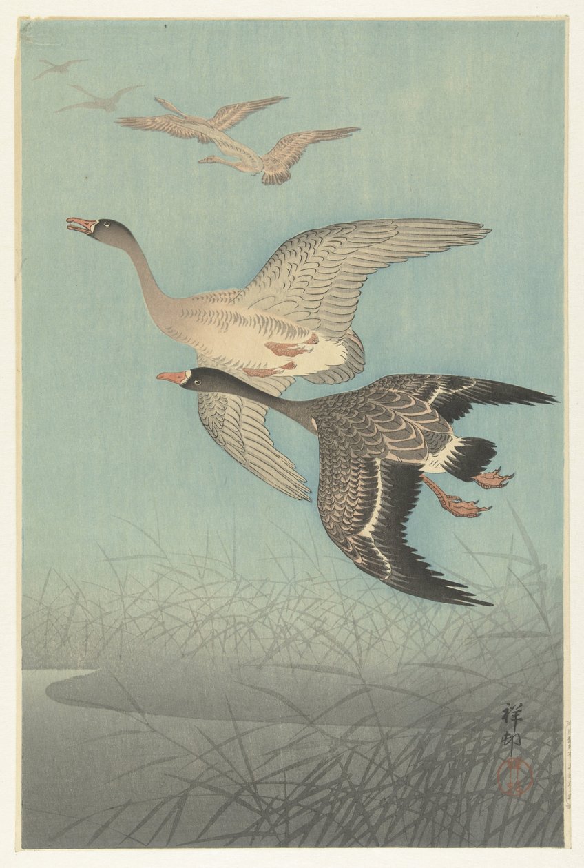 Vitbensgäss under flygning av Ohara Koson