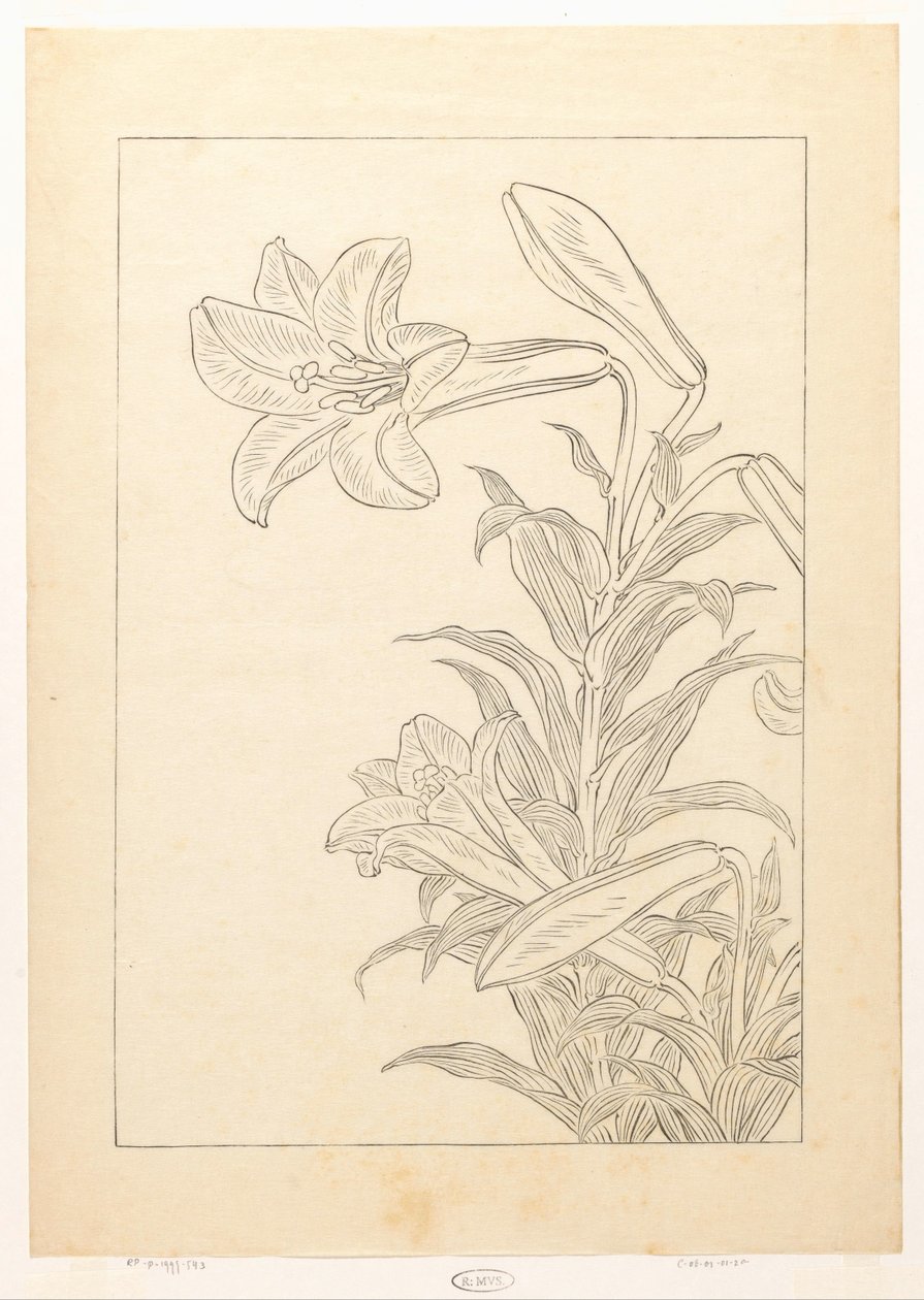 Lelies av Ohara Koson