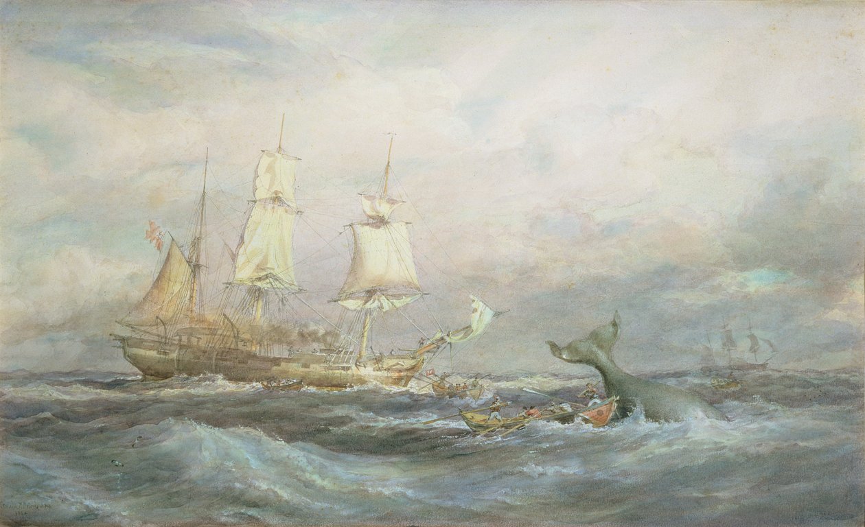 Colonial Whaler 