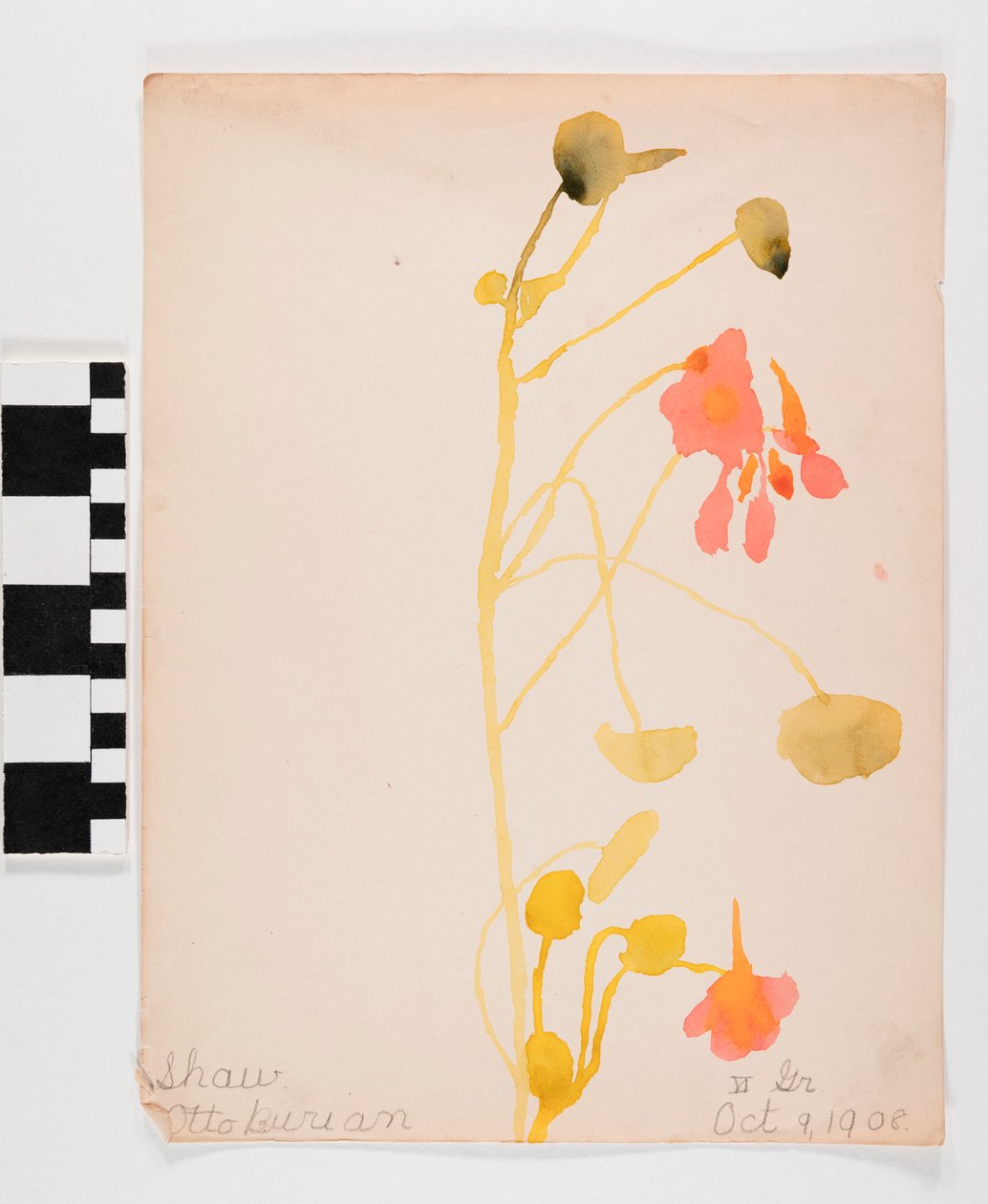 Orange Flowers av Otto Burian