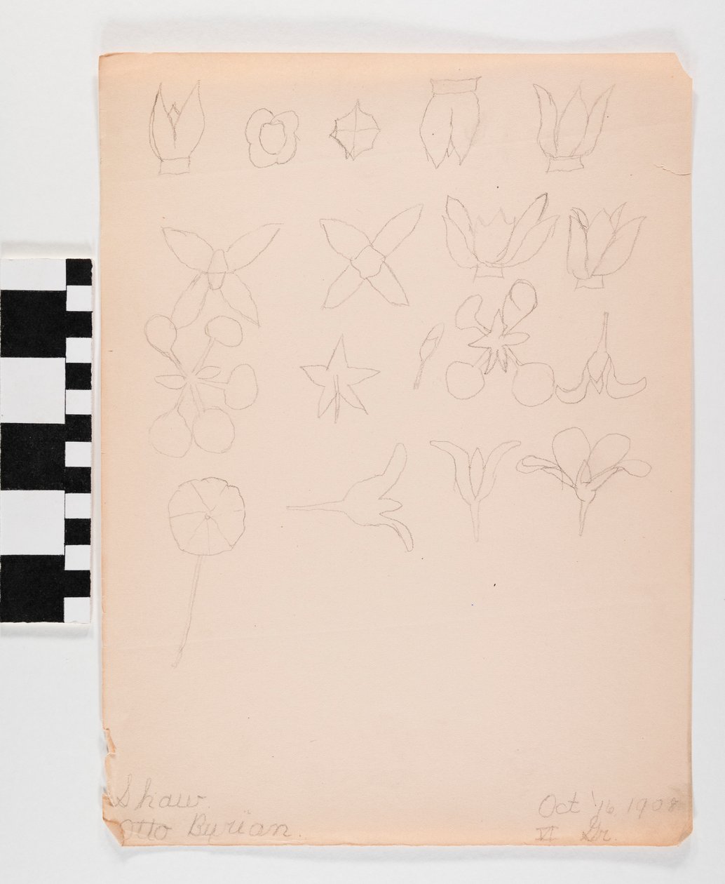 Pencil drawing on paper of many different flower buds in four rows av Otto Burian