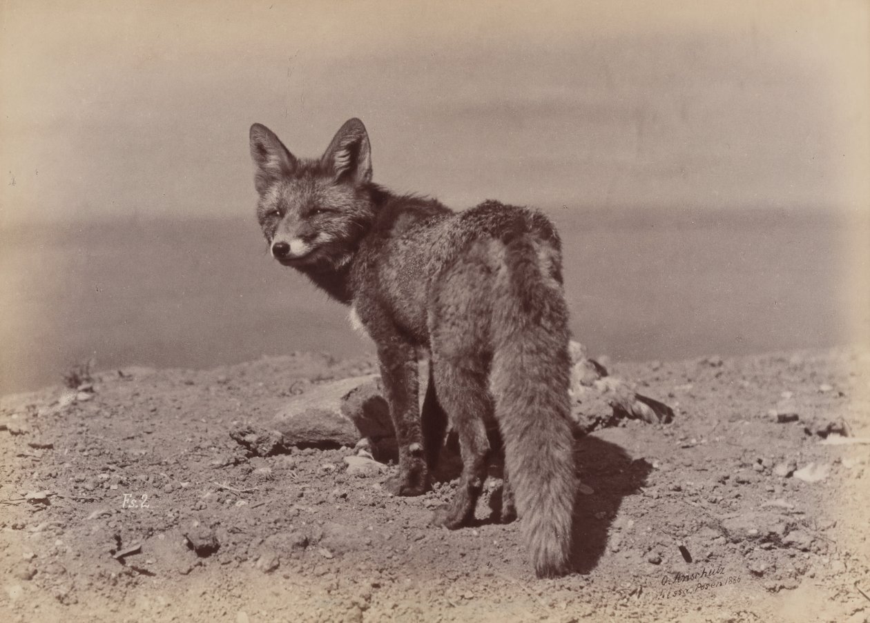 [Fox], 1886. av Ottomar Anschütz