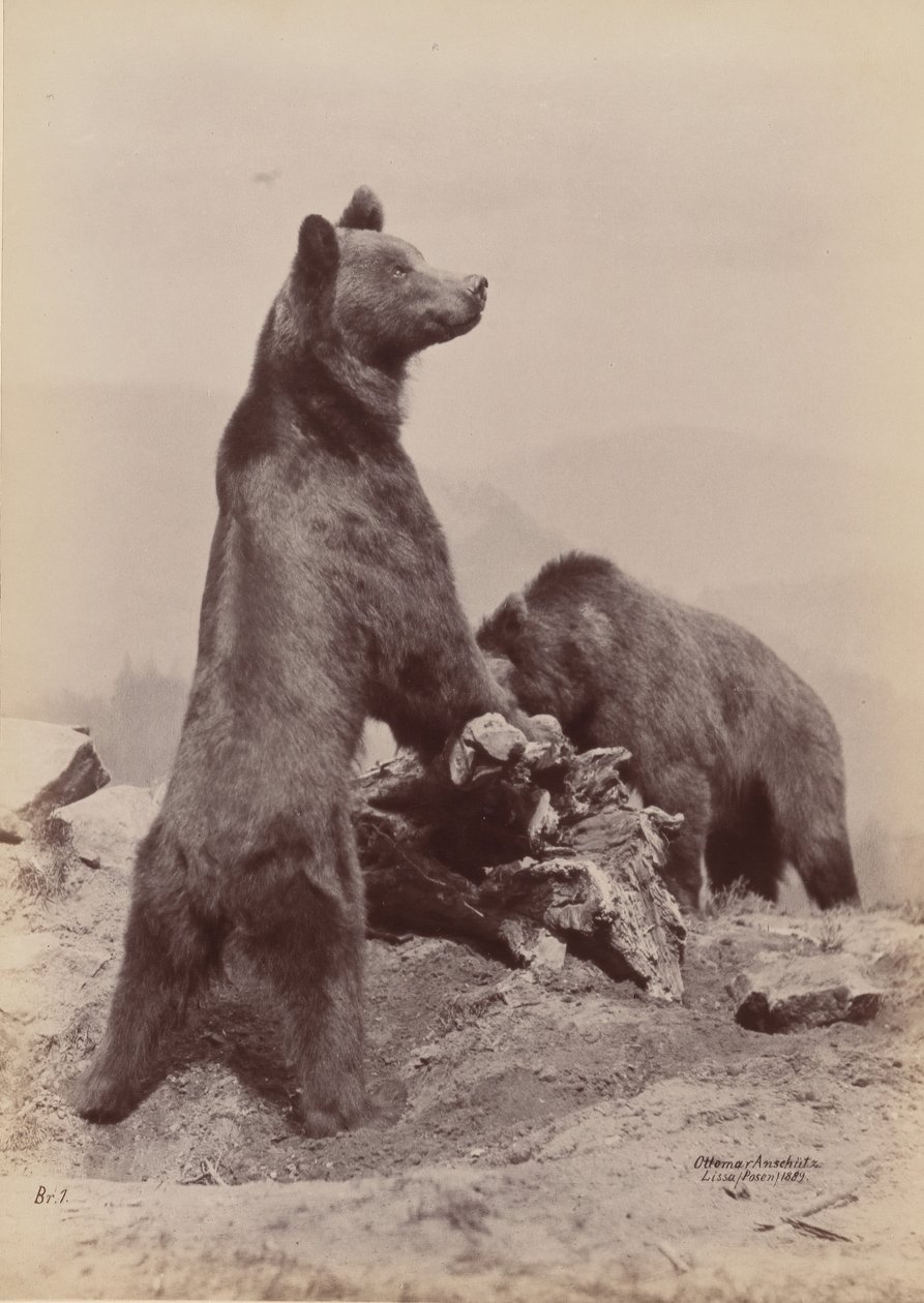 [Två björnar], 1889. av Ottomar Anschütz