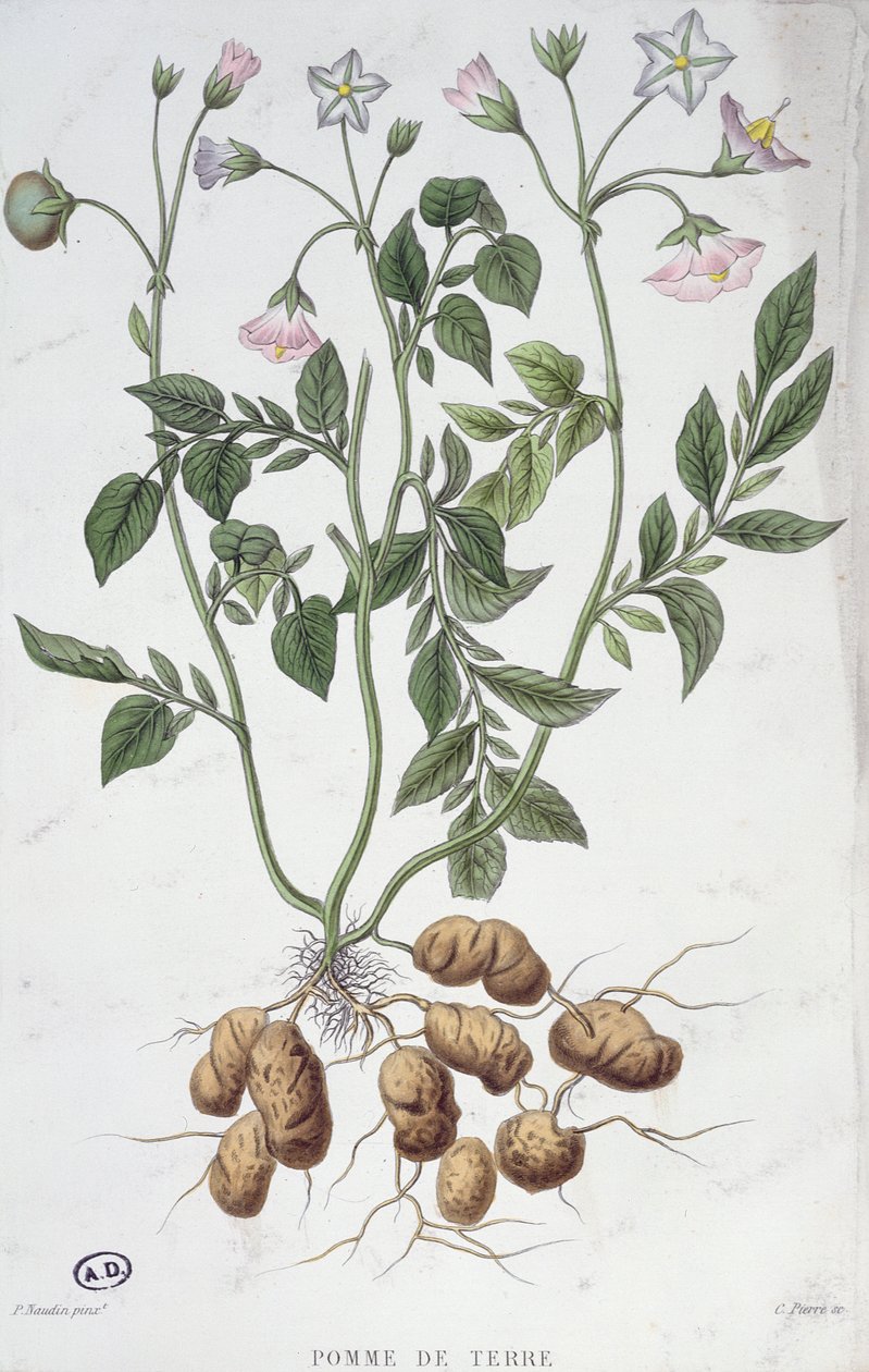 Potatisblommor (färggravyr) av P Naudin
