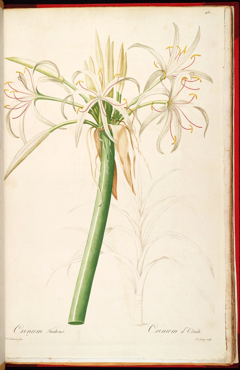 Crinum asiaticum var. pedunculatum av Pierre Joseph Redouté