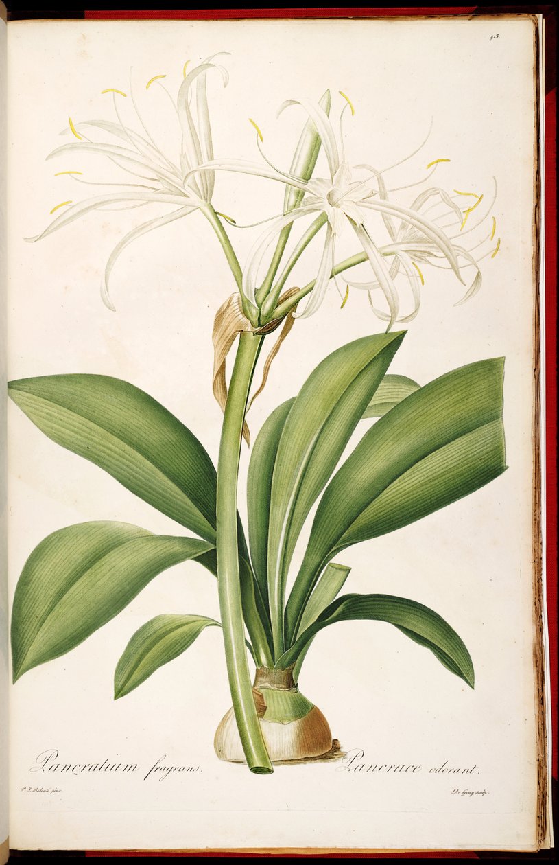 Hymenocallis doft av Pierre Joseph Redouté