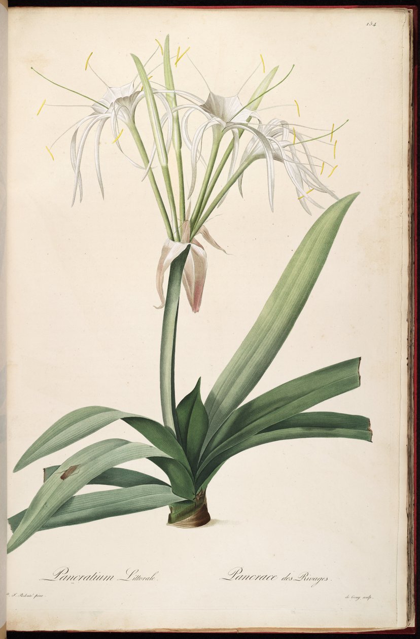 Hymenocallis littoralis av Pierre Joseph Redouté