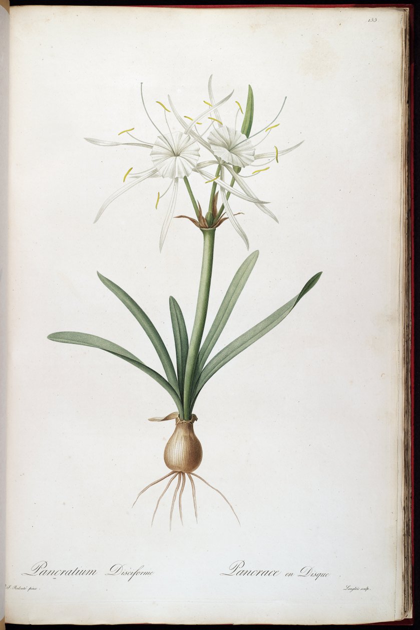 Hymenocallis roterar av Pierre Joseph Redouté