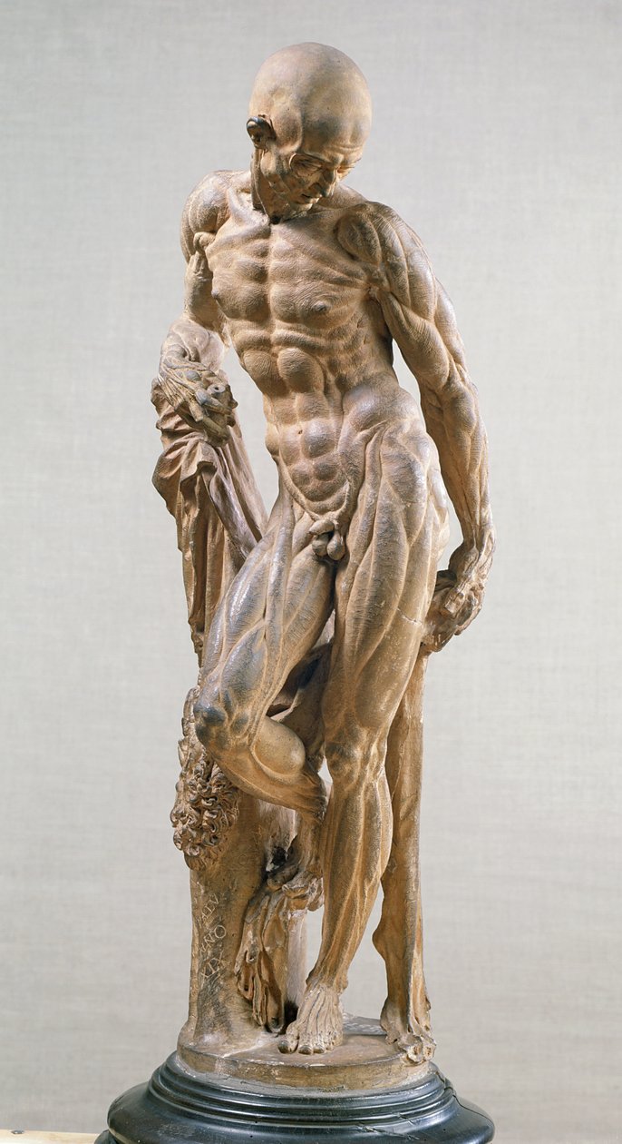 Muscle Man, 1569 (terrakotta) av Paludanus