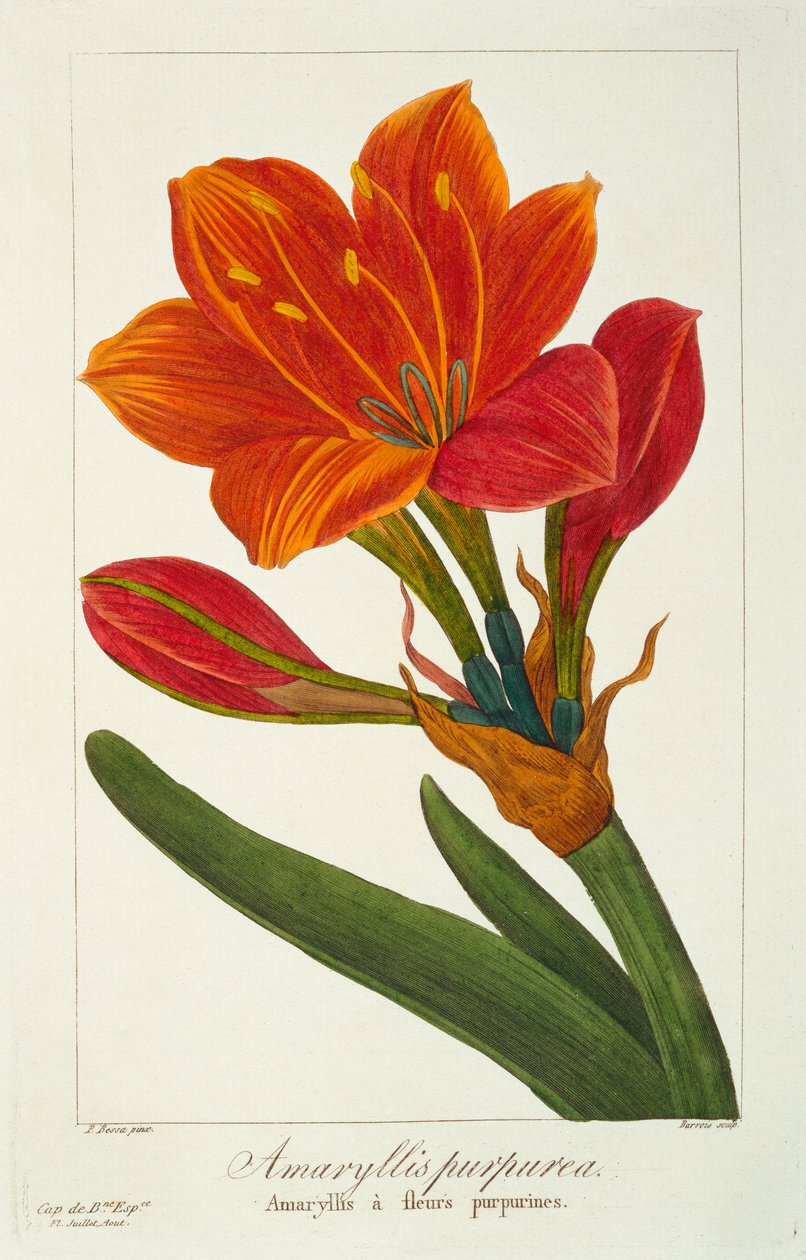 Amaryllis Purpurea, pub. 1836. av Panacre Bessa